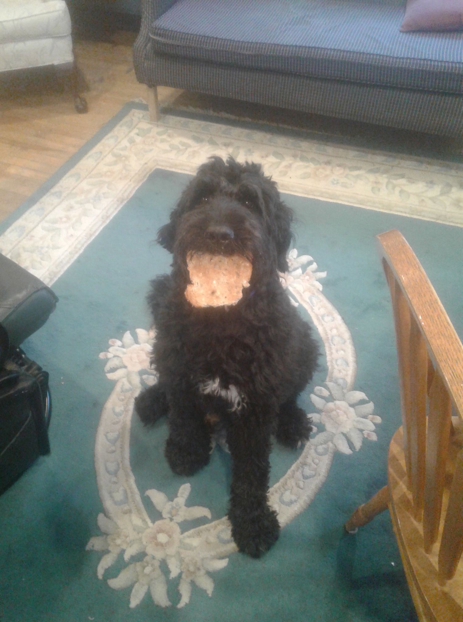 Betty the Boop: The Toast Bandit