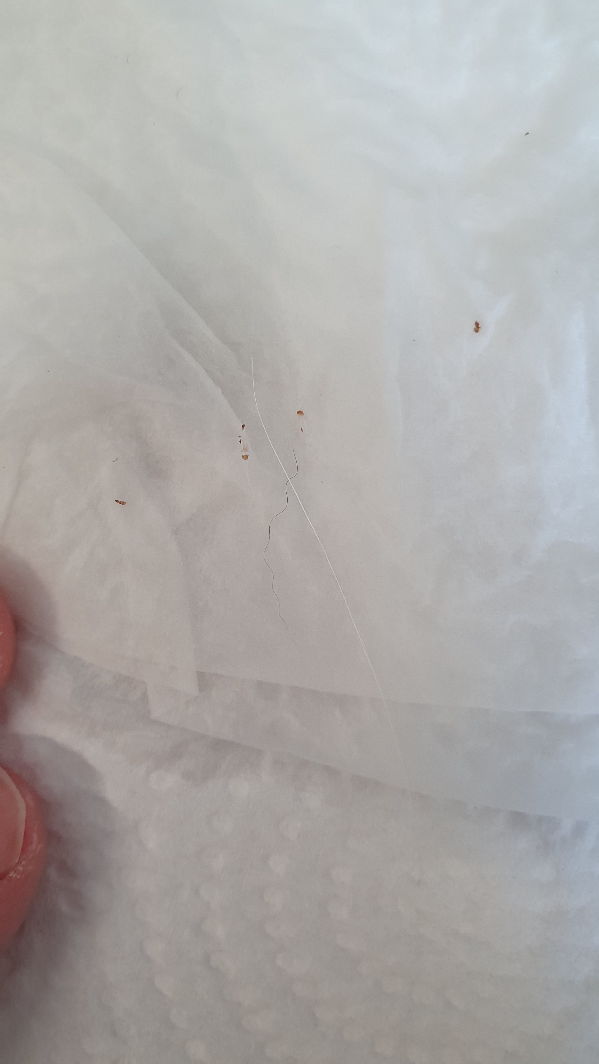 What’s Going On with This Cat’s Chin? Not Flea Dirt, But Maybe Cat Acne?