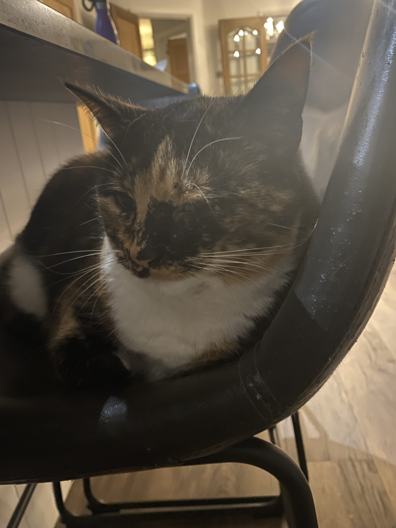 Crumble's Daily Snapshot of Joy