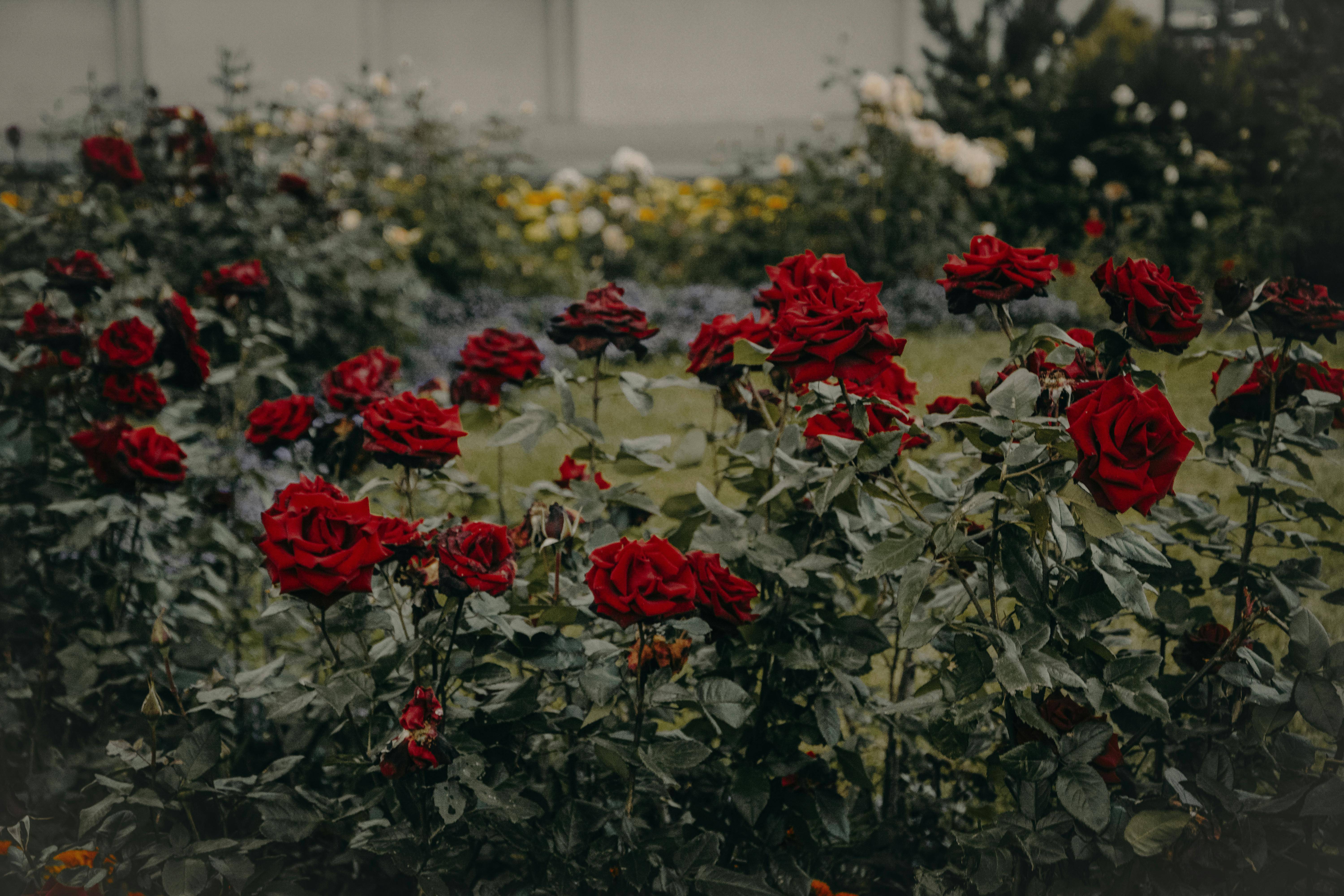 A Beautiful Rose: Nature's Timeless Symbol of Love