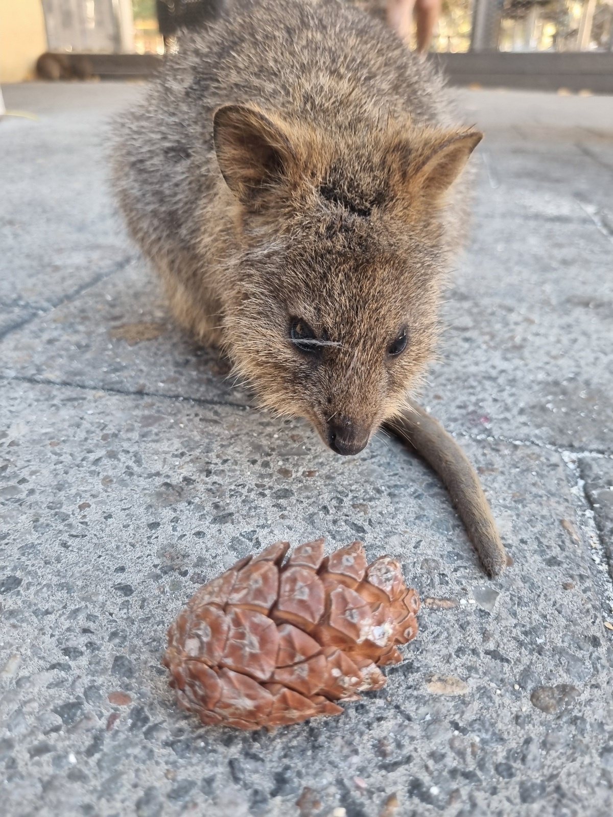 Breaking News: Quokkas Have Chosen Team Pinecone!