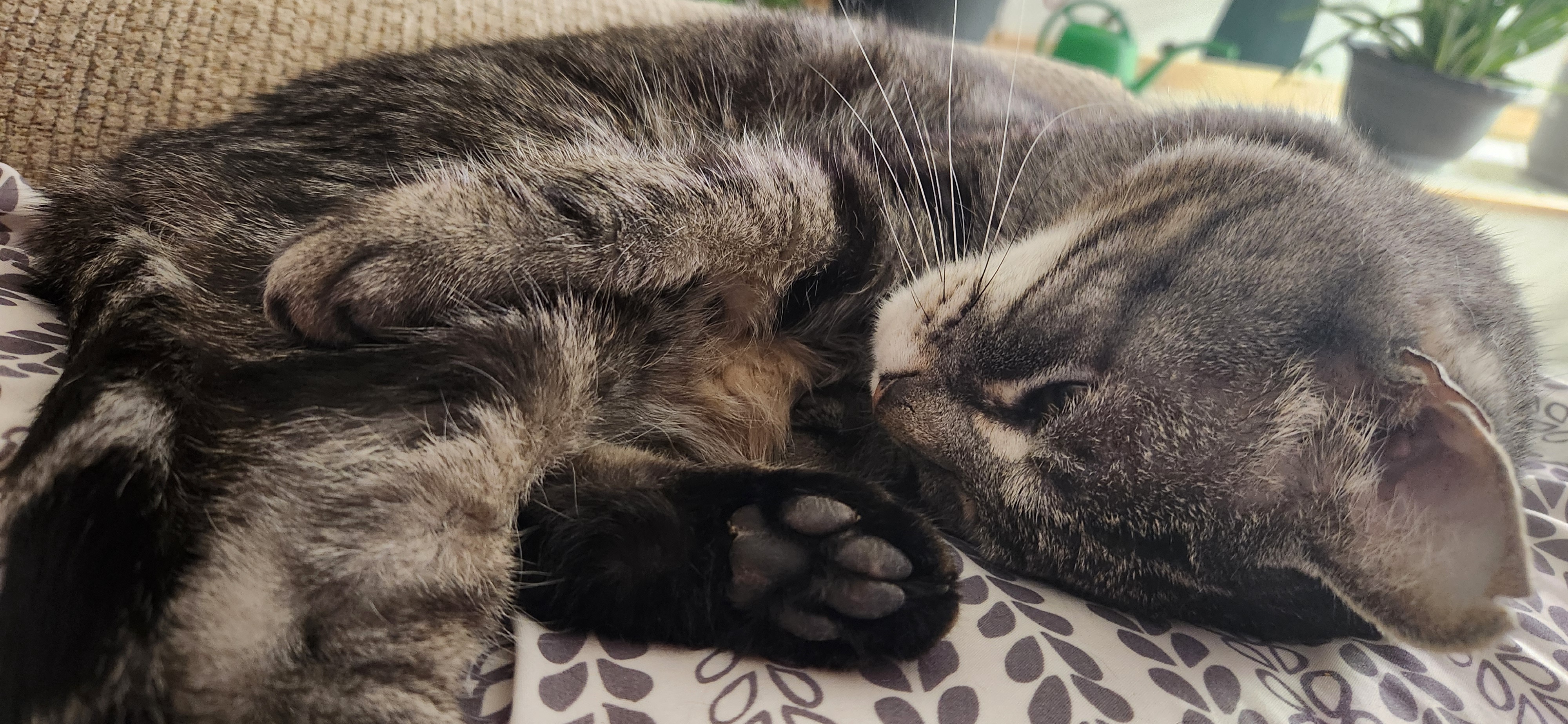 The Magical World of Beans