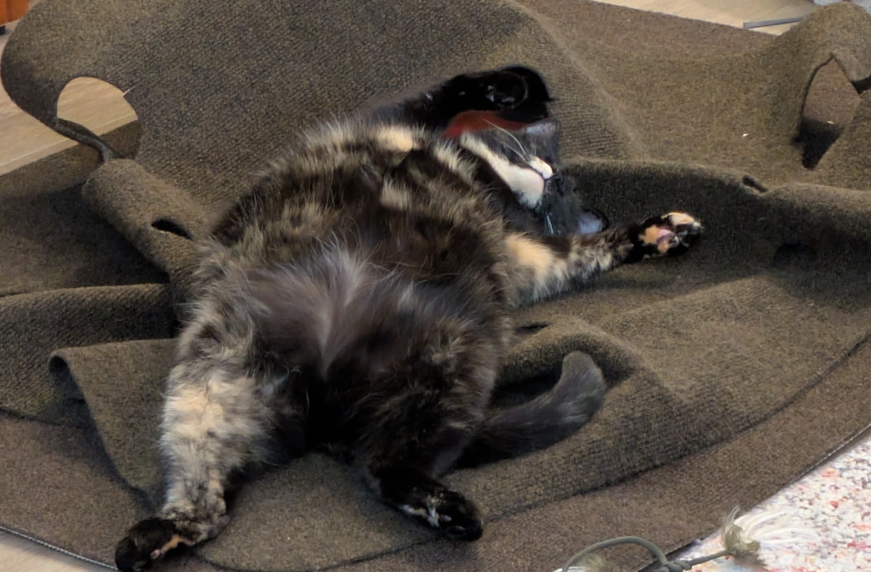 Smudge Being His Adorable Self