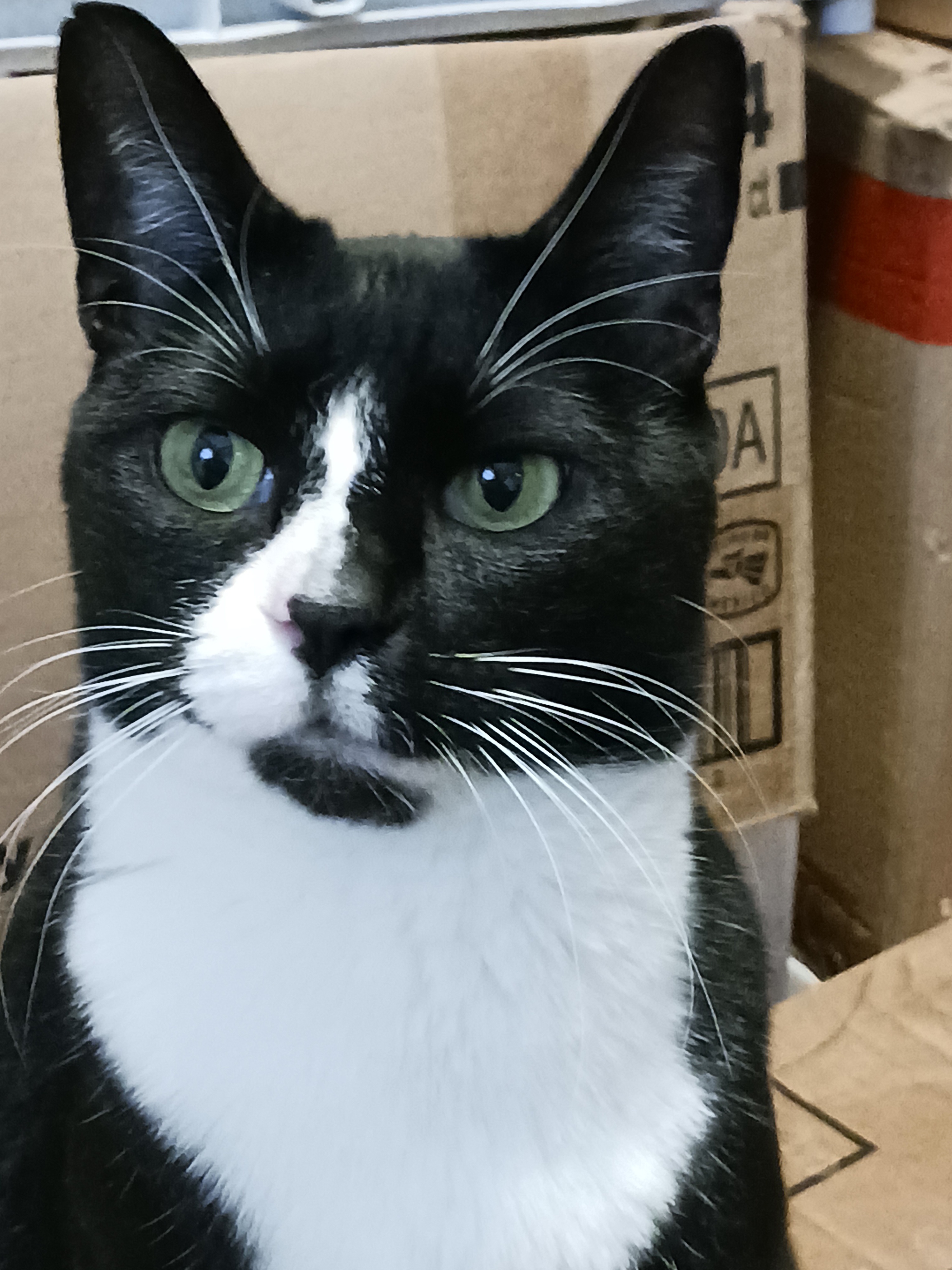 Meet Gus: The Adorable Cat Star