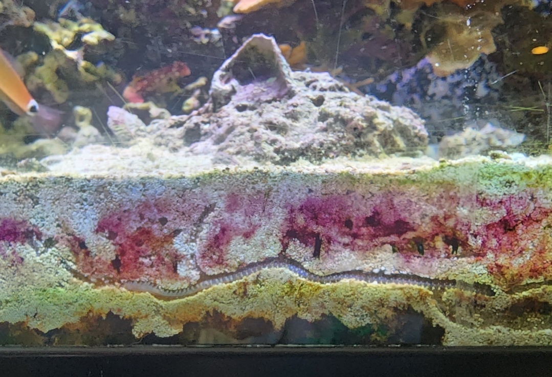 Eunice the Eunicid: Embracing the Life of a Detritivore