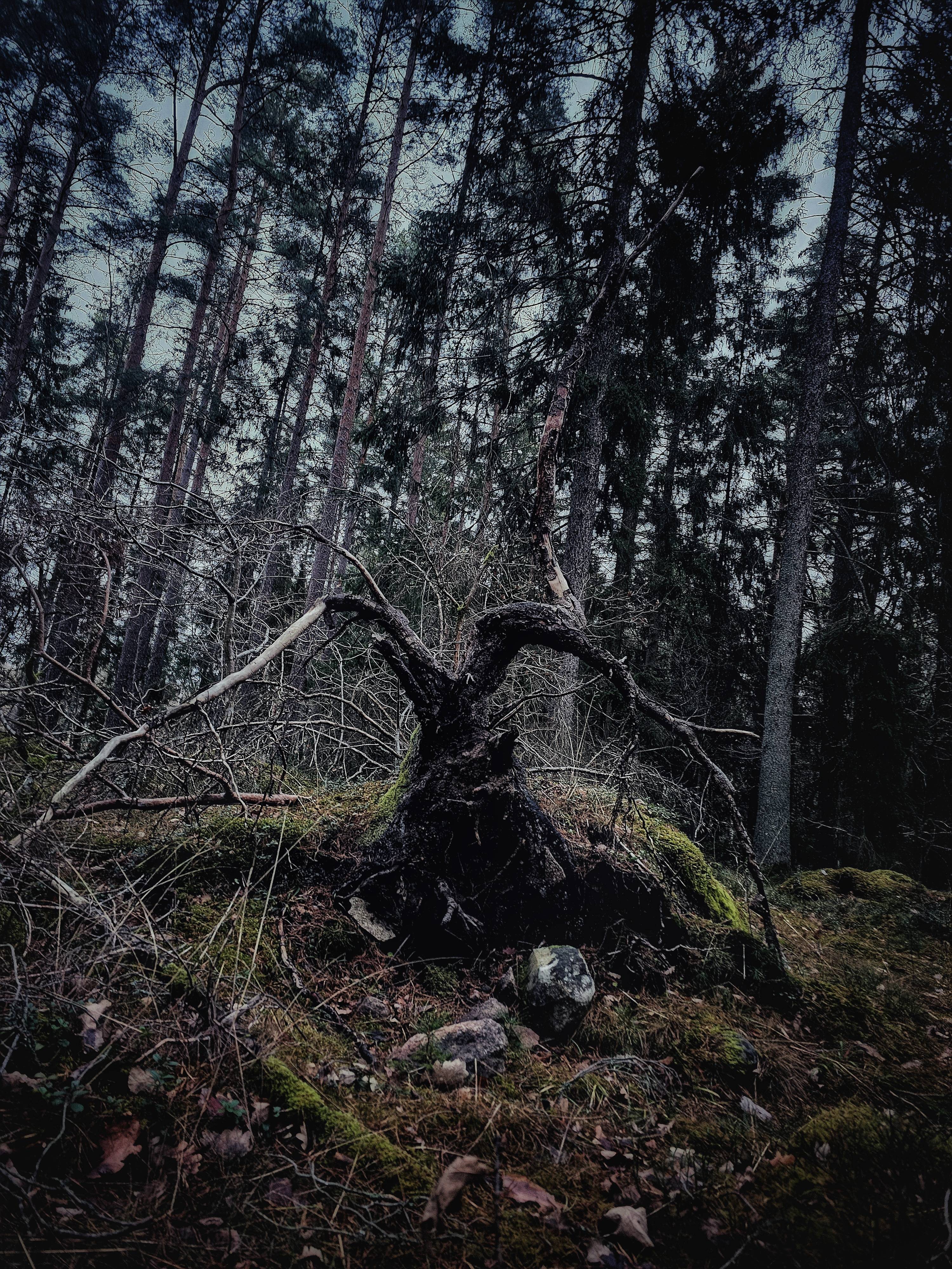 Beware the Krampus: The dark side of holiday cheer!