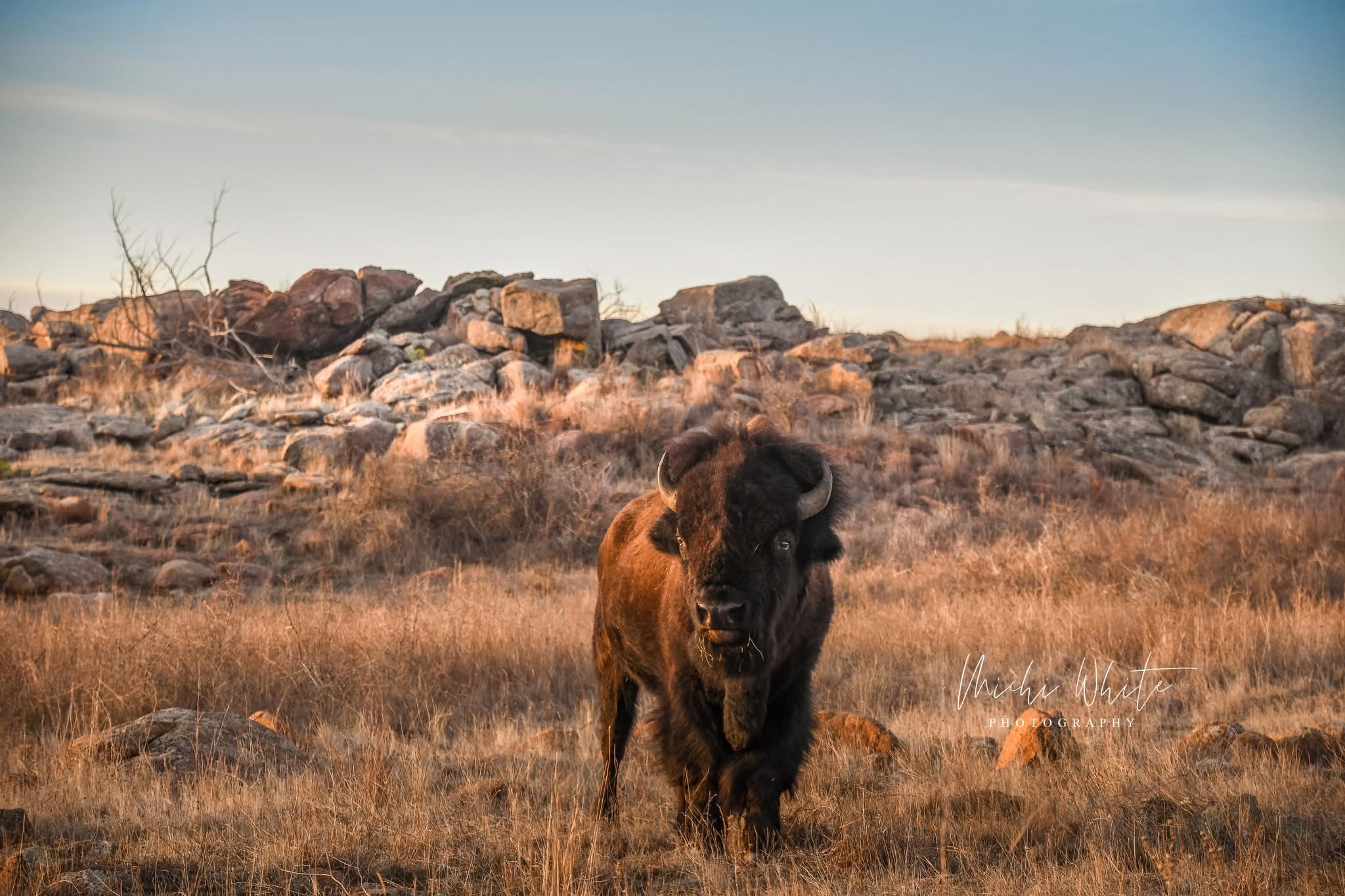 The Majestic Bison: Nature's Gentle Giant