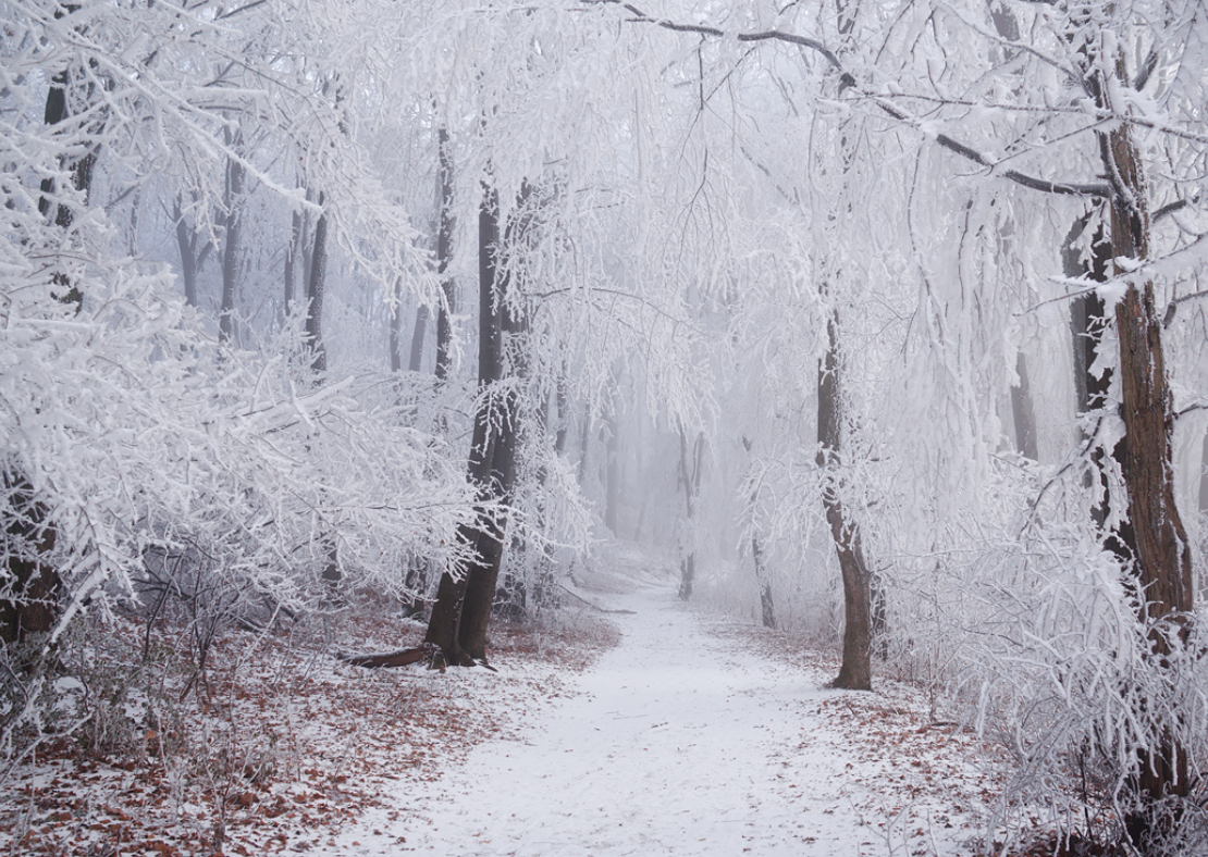 Embracing the Chill of Winter