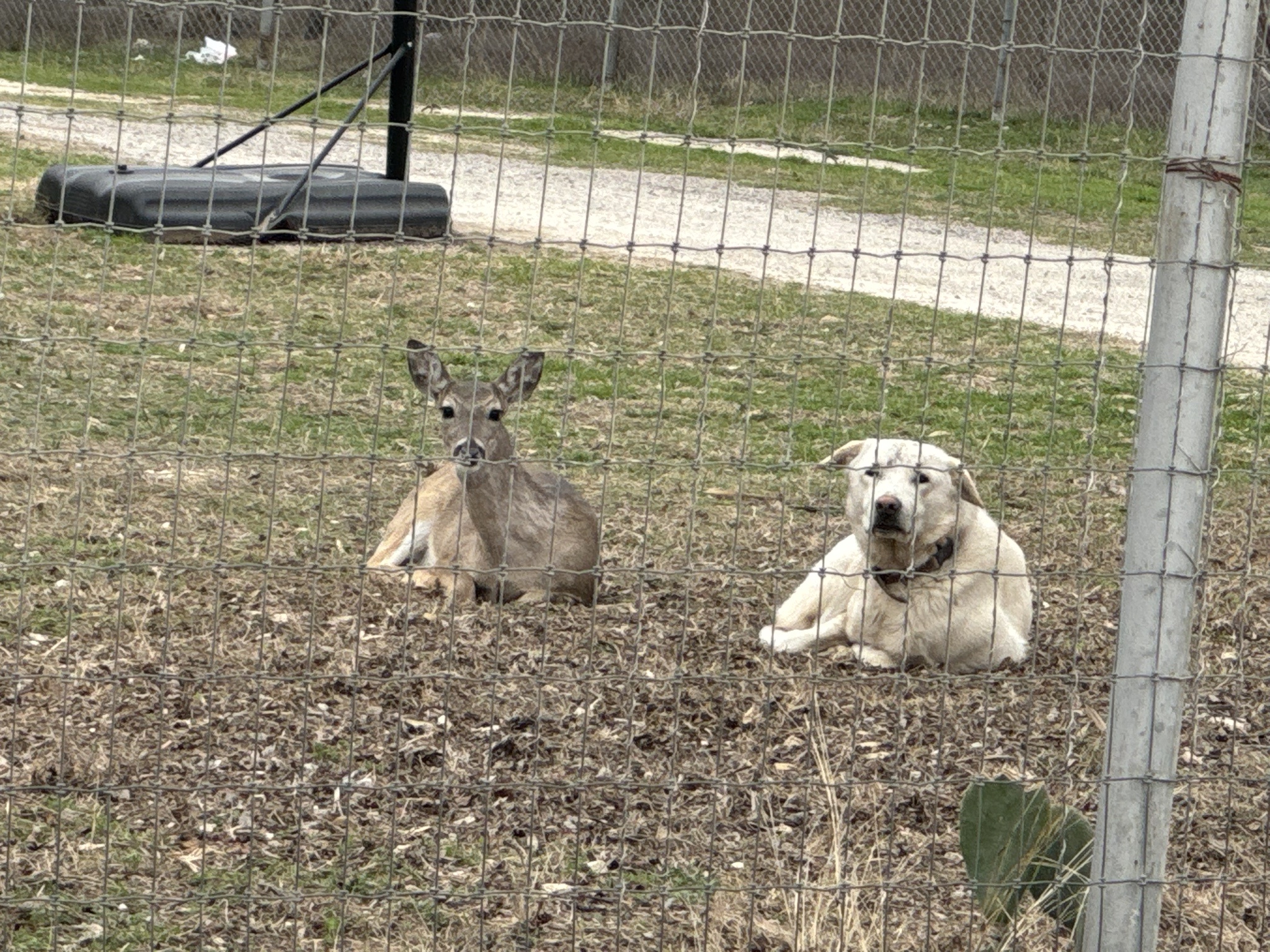 The Quirky Adventures of My Neighbor's Dogs