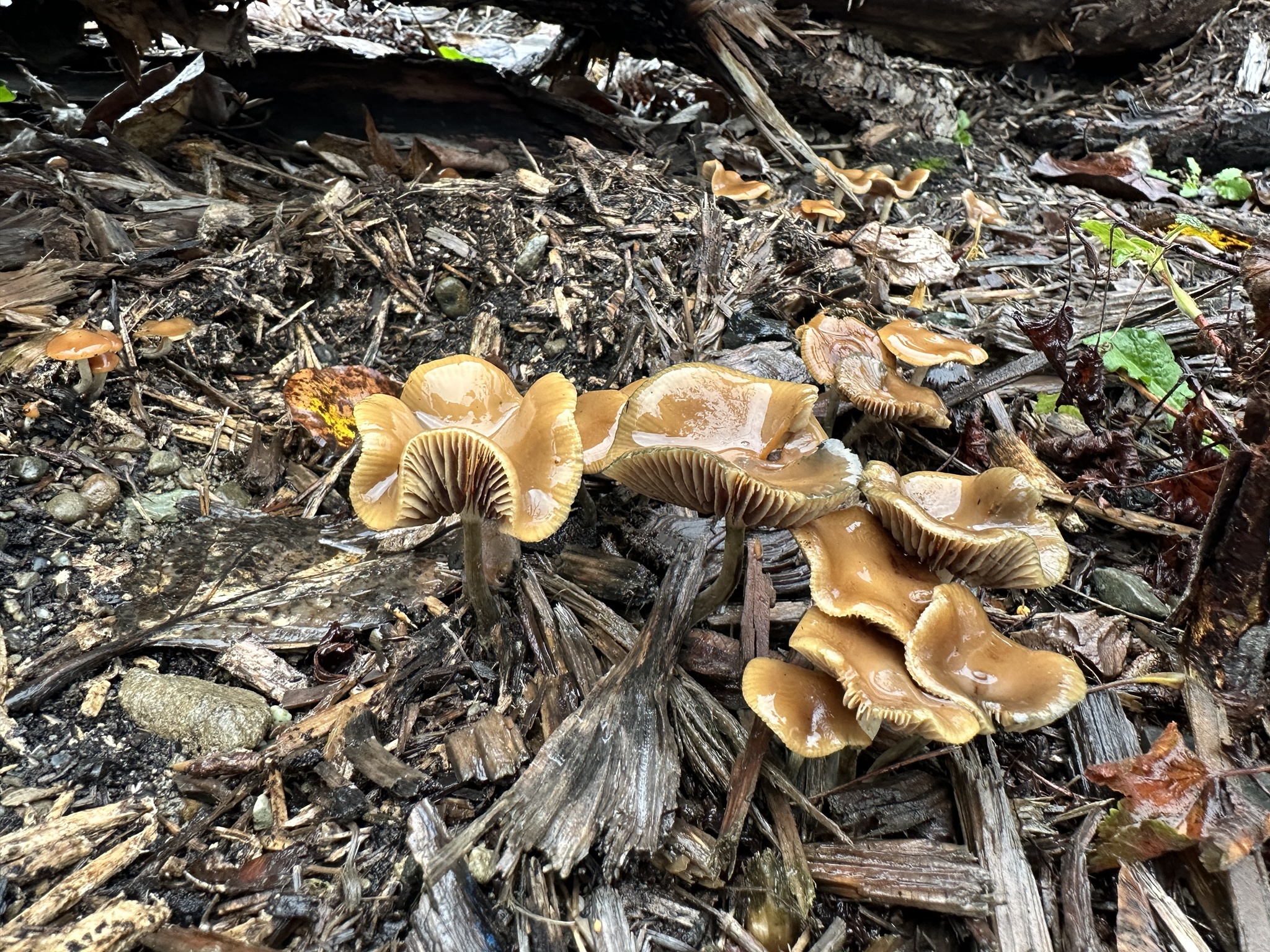 Cyanescens: A Mysterious Fungi Unveiled