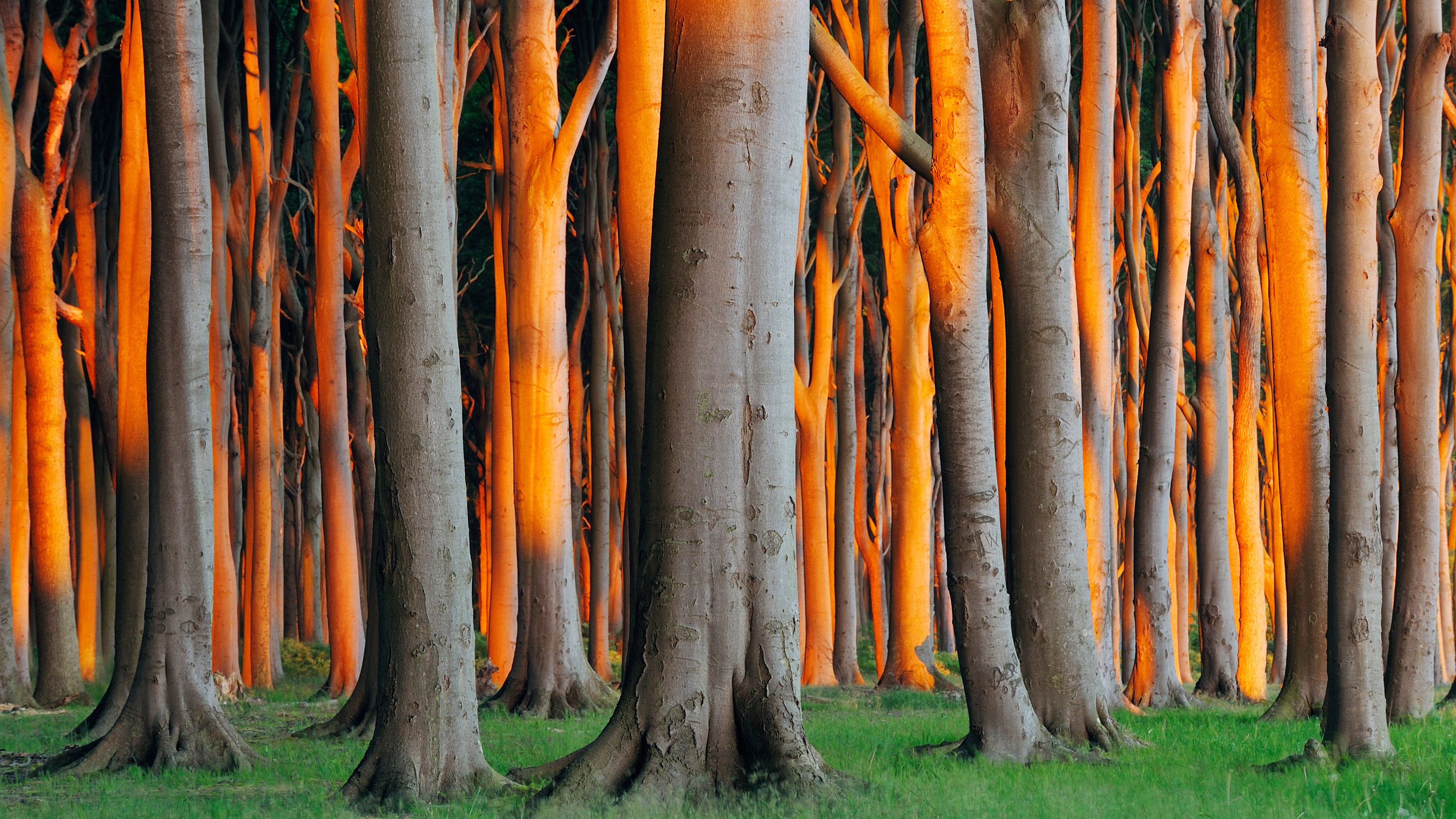 Introducing the Beech: Nature's Beauty