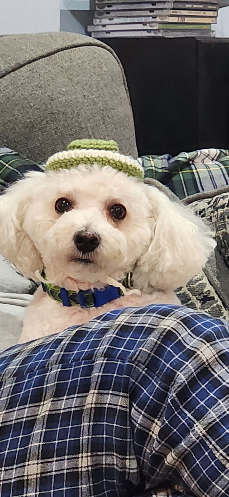 My Daughter's Adorable Knitted Hat for Musket - He Absolutely Loves It!