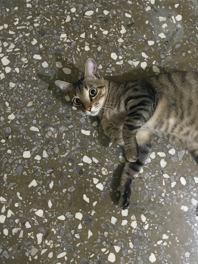 The Majestic Feline