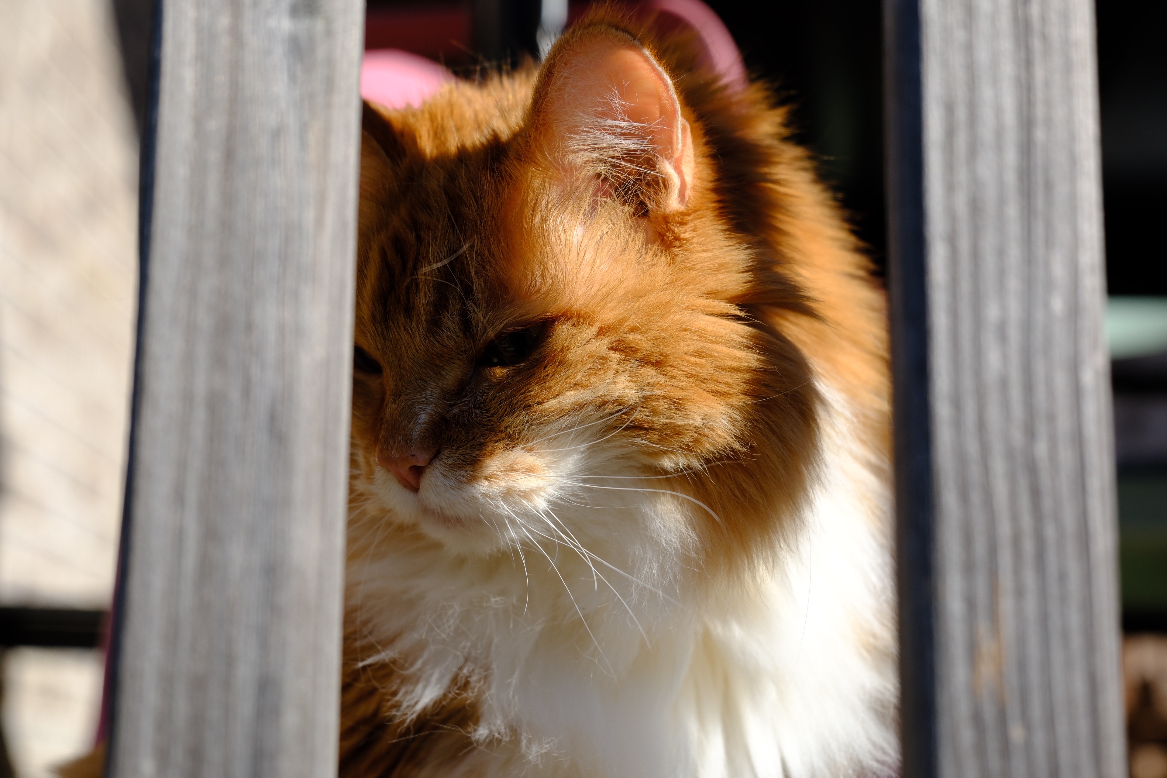 Still Majestic at 16: A Timeless Wonder