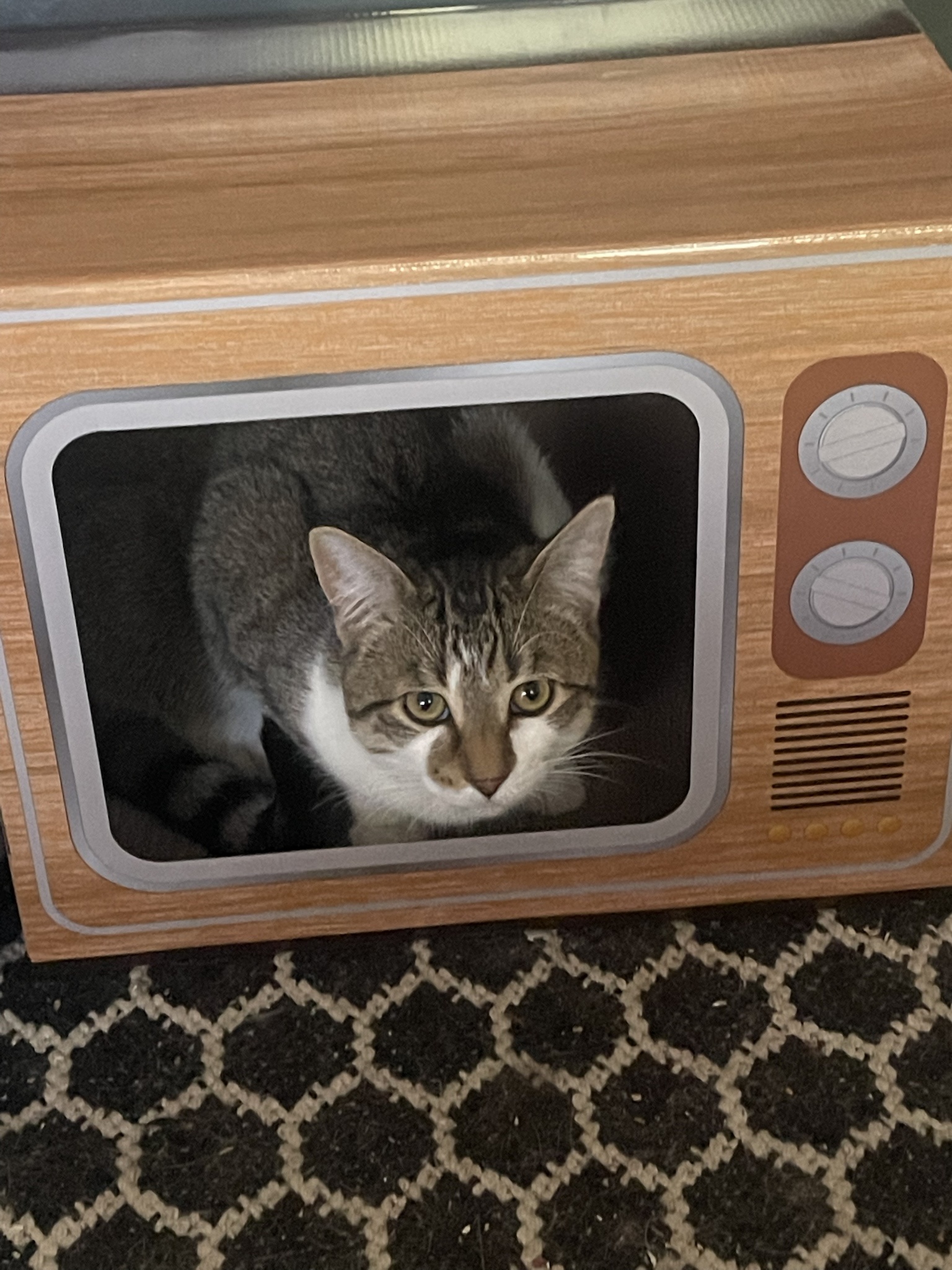 200 Channels and All I See Are Cats!