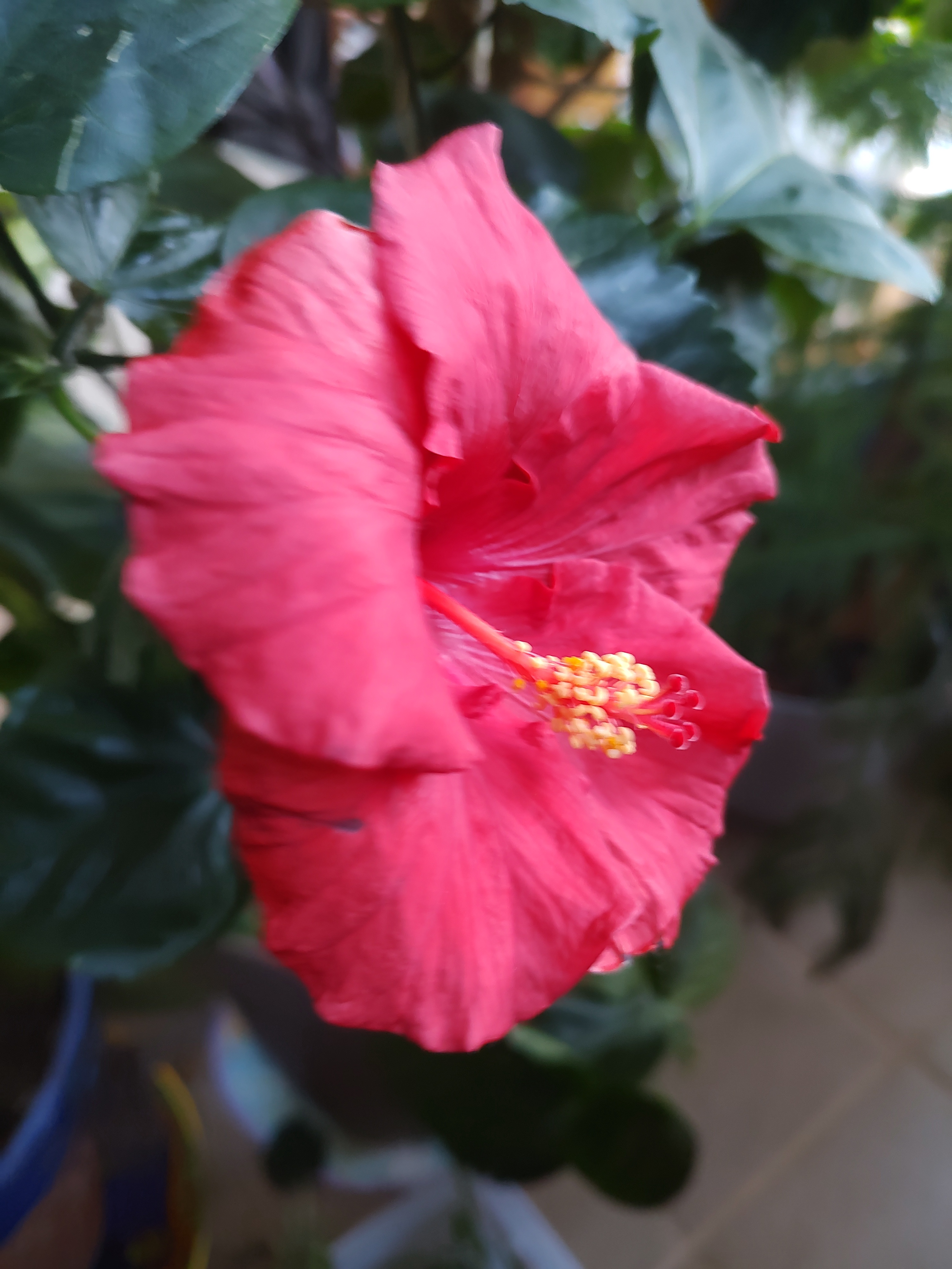 Today's Hibiscus Bloom - January 27, 2024