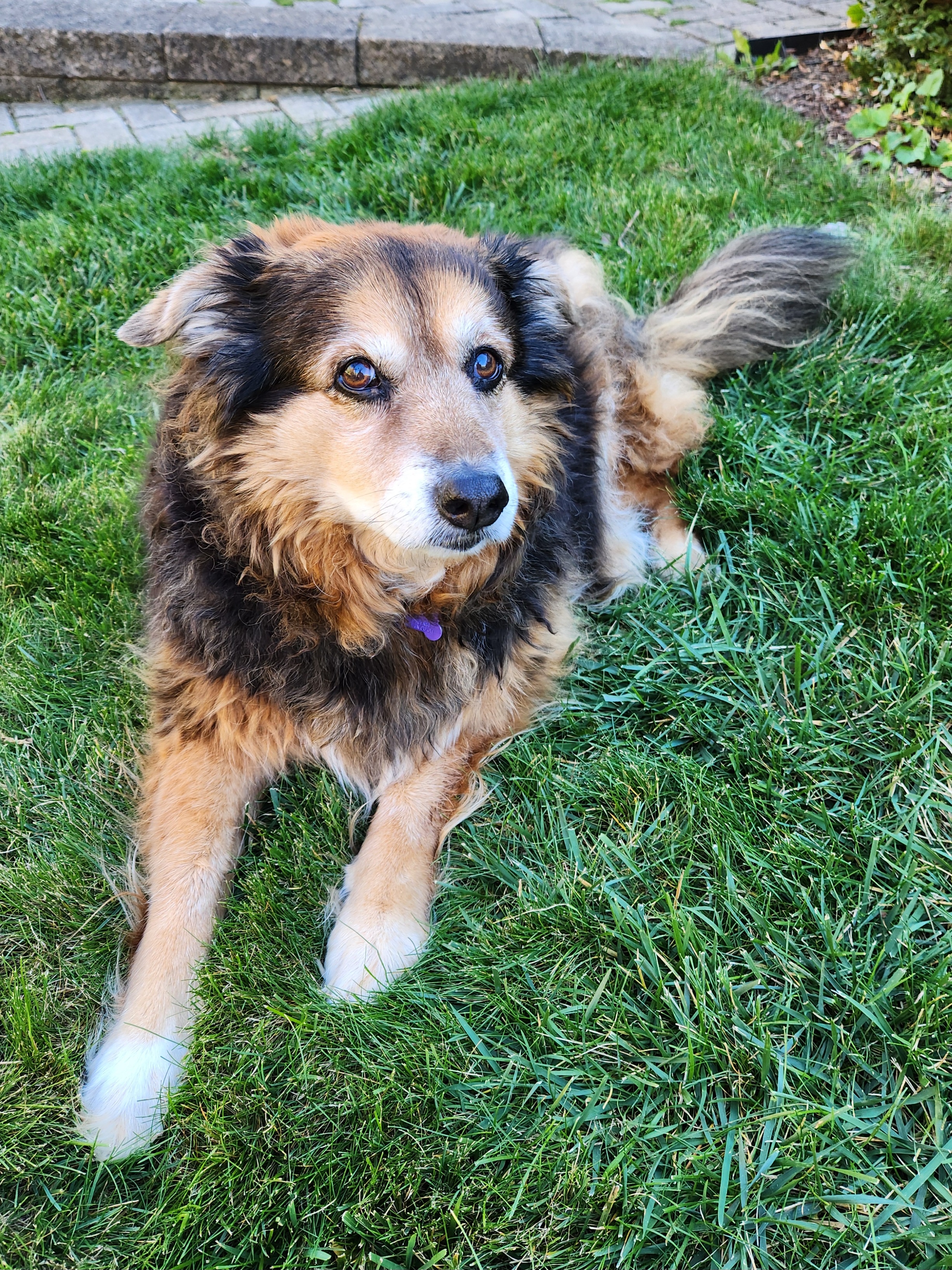 Peanut the Dog's Daily Adventures - Day 1528