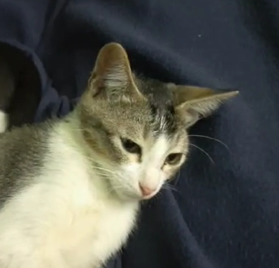 Meet Yuki: A Character to Remember