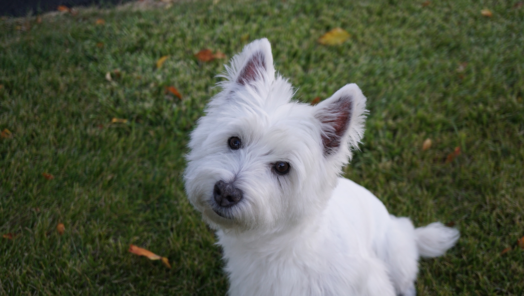 Meet Lily Bella, My Adorable Best Friend!