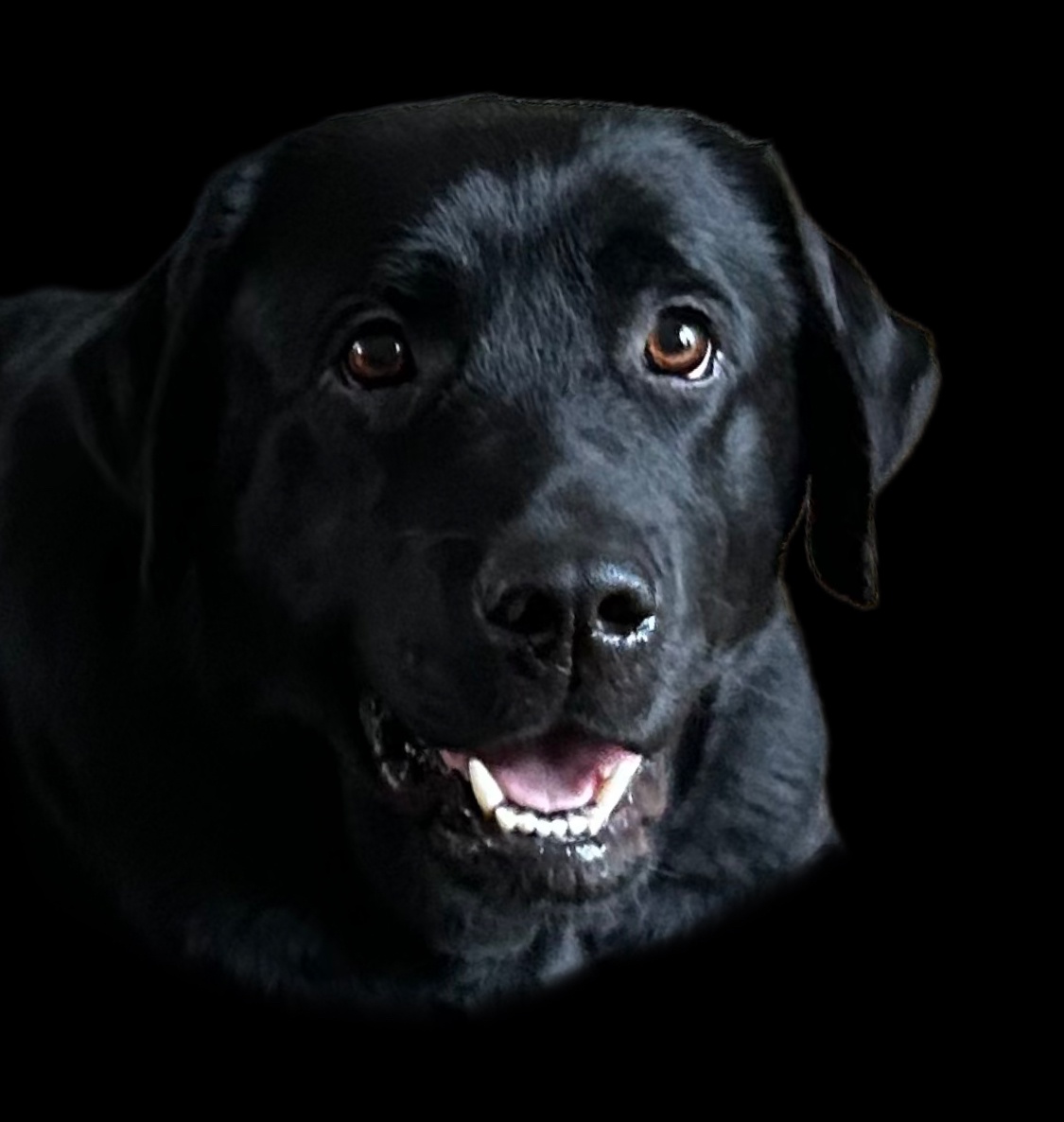 Meet Taiga, the charming Arran Labrador.
