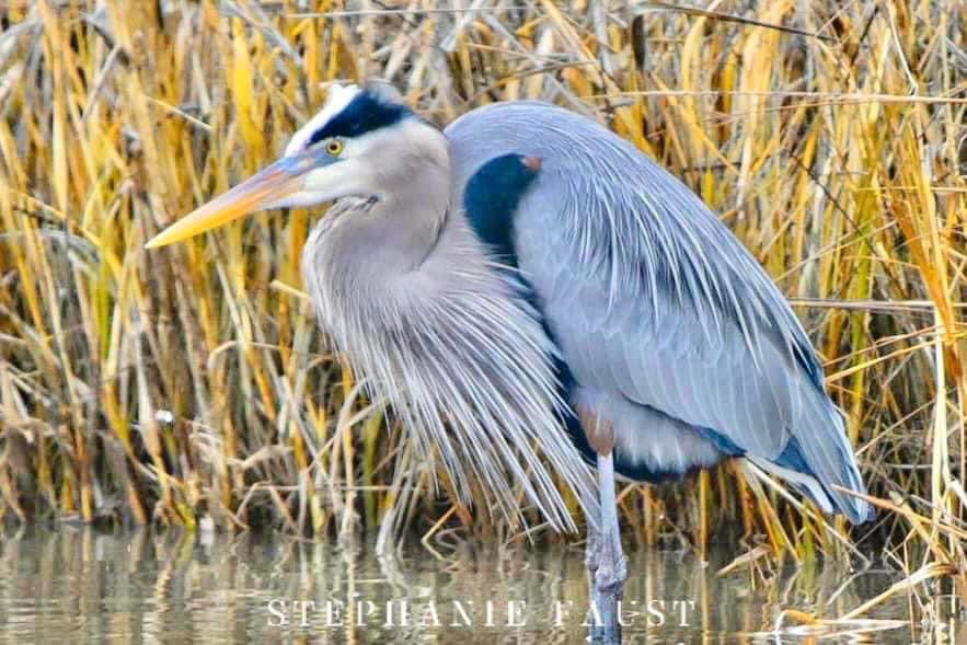 Majestic Great Blue Heron in Action