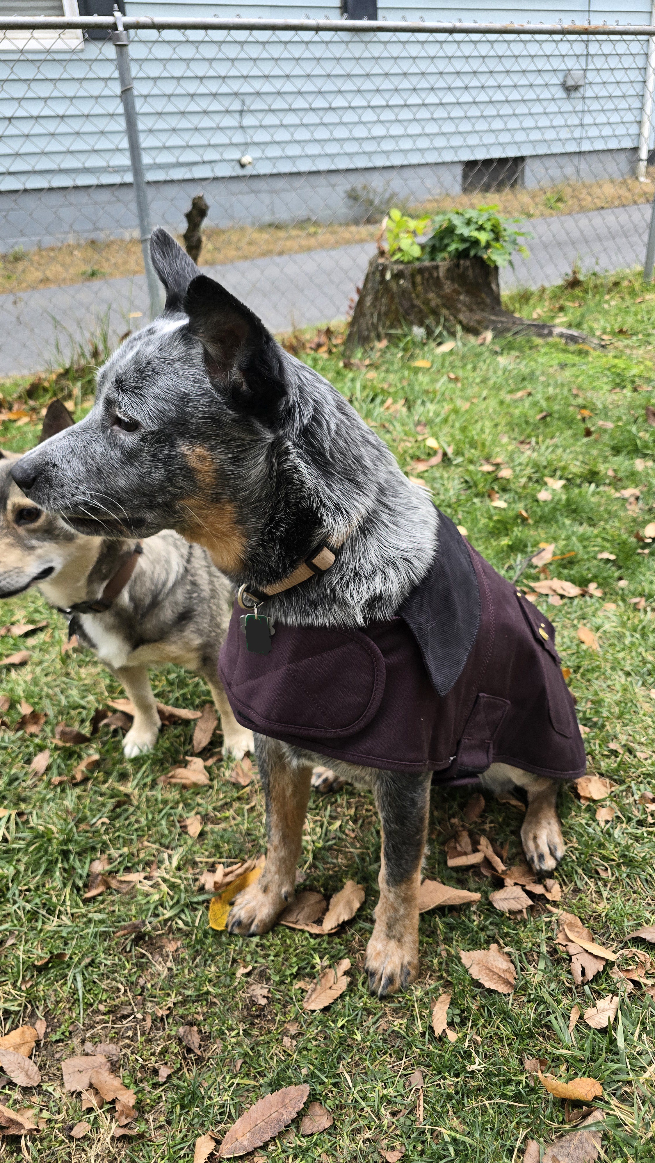 Meet the dapper Bork: A true gentleman's pup