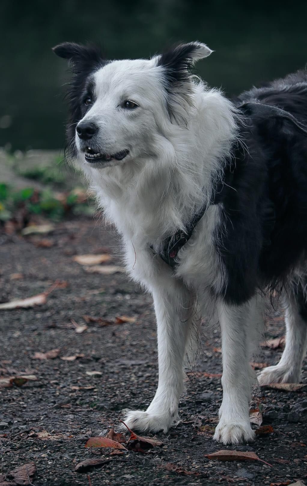 Just a Cute Dog!
