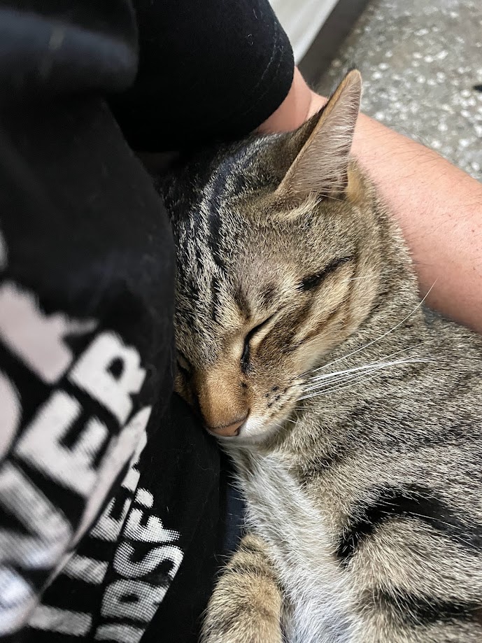 Adorable Feline Alert: The Cat Strikes Again!