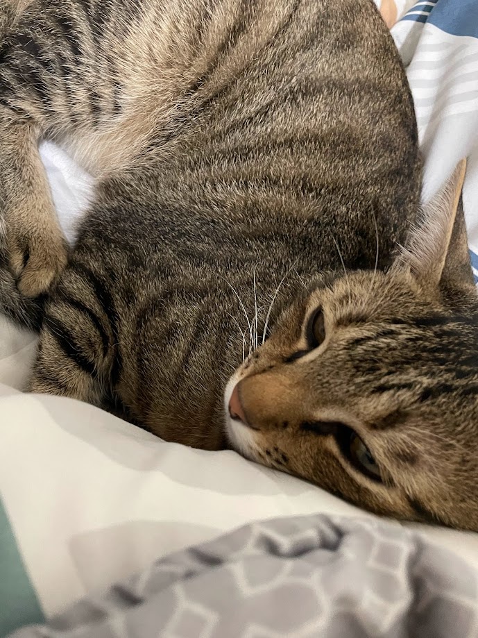 The Feline Chronicles