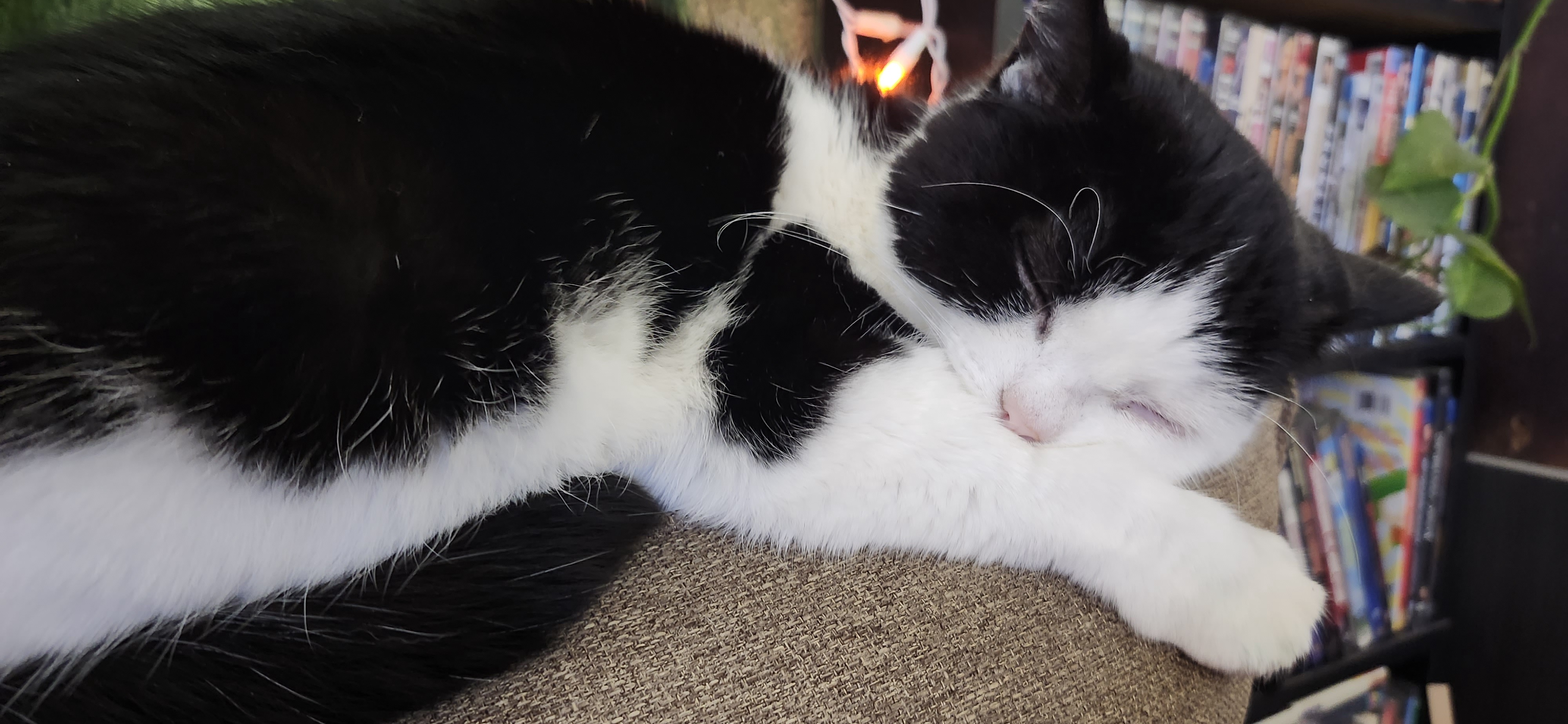 Sleepy Honey: The Cutest Nap Time!