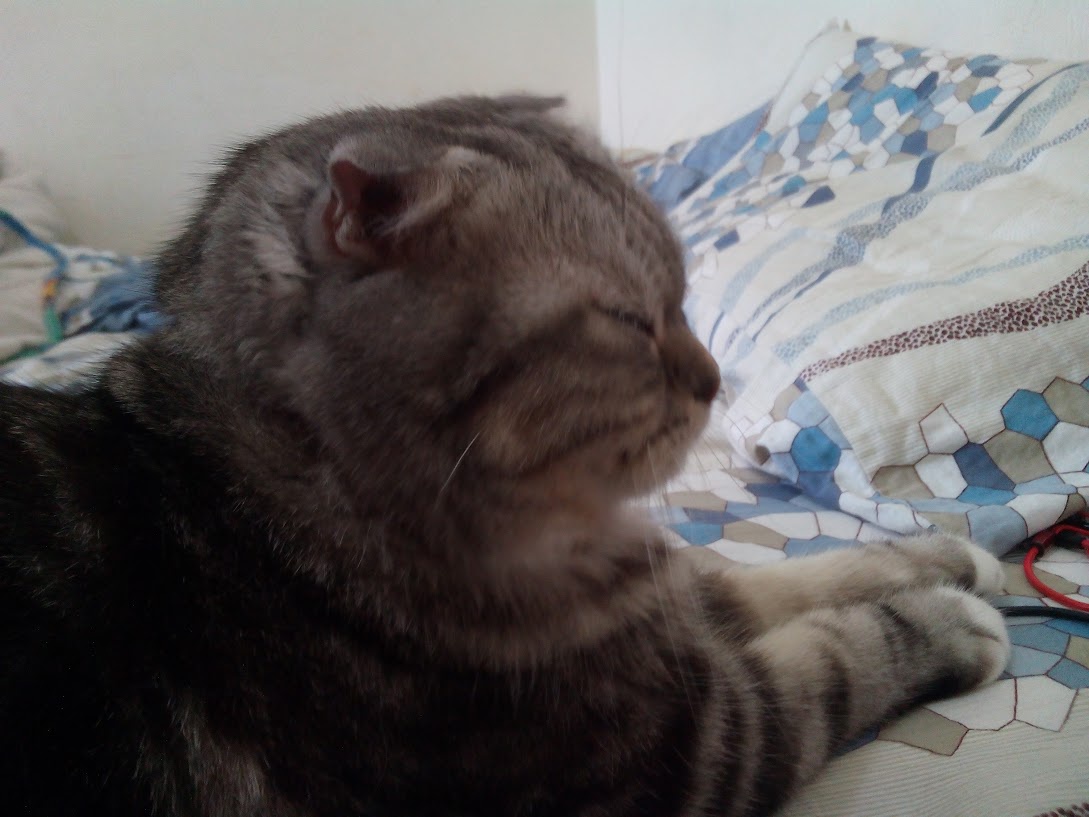 The Enigmatic Cat: A Feline Mystery