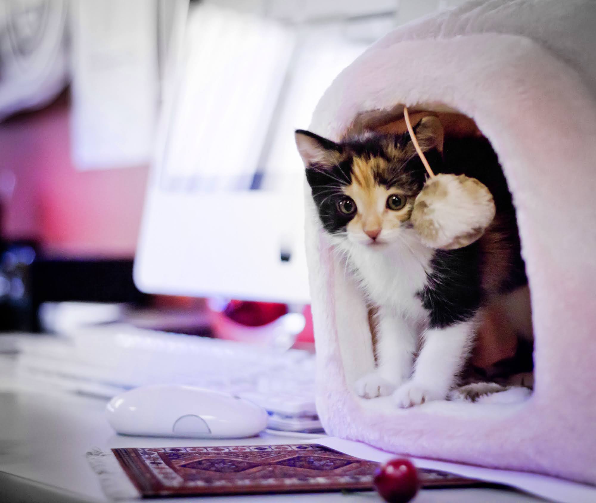 Meet Baby Mia: The Cutest Little Bundle of Joy
