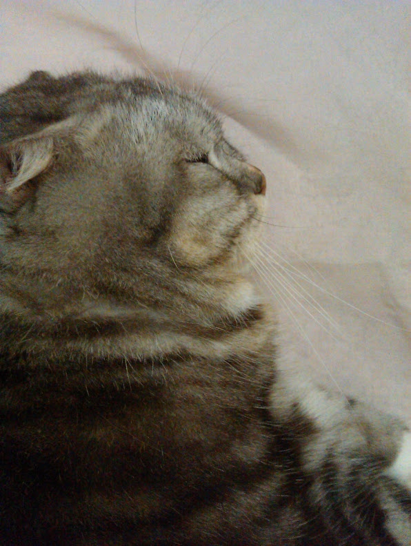 A nostalgic look back at my beloved old cat