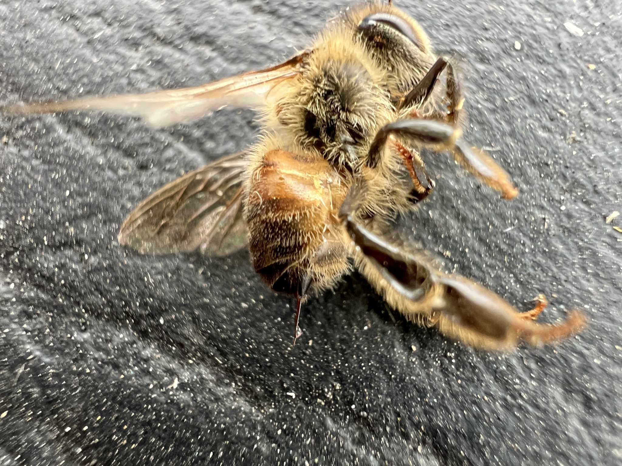 Stunning Macro Shots of Bees