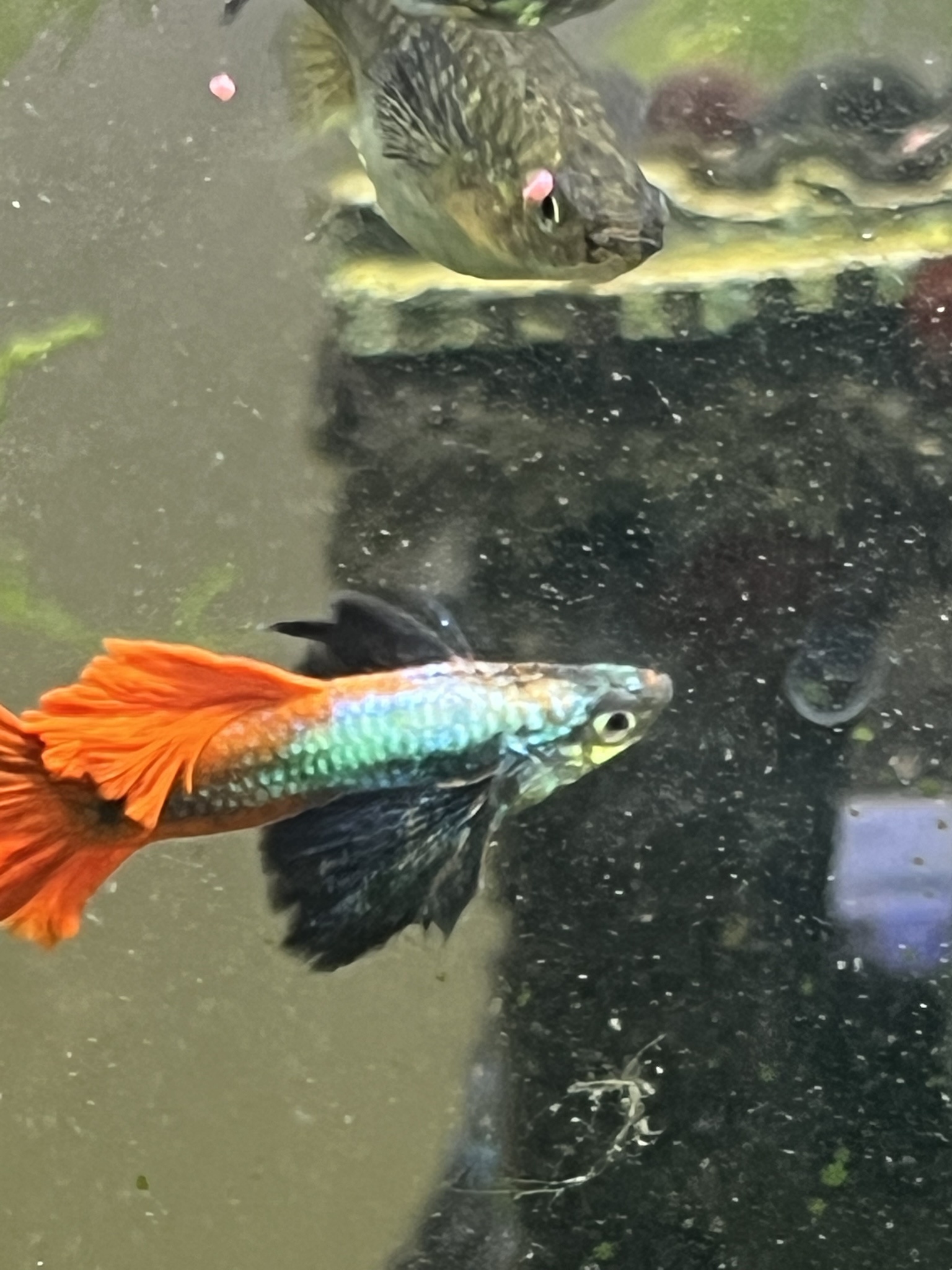 Meet the stunning Platinum Dumbo Eared Red Tail Guppy!