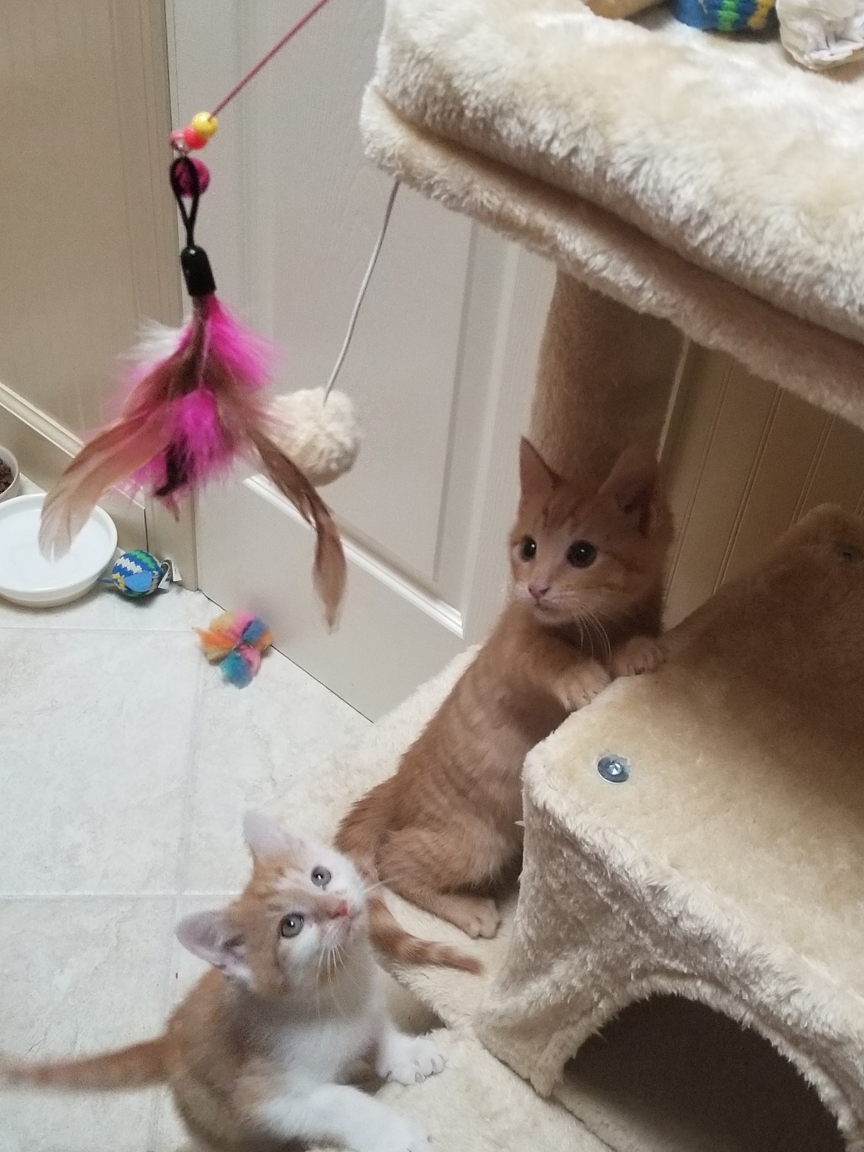 Caturday Companions: Feline Friends in Action
