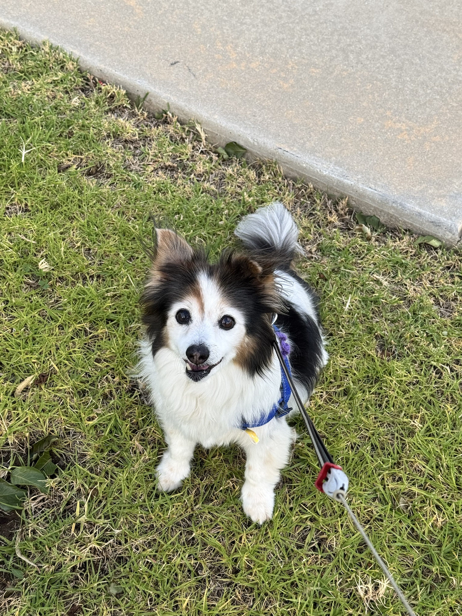 Daily dose of cuteness: Panko the dog