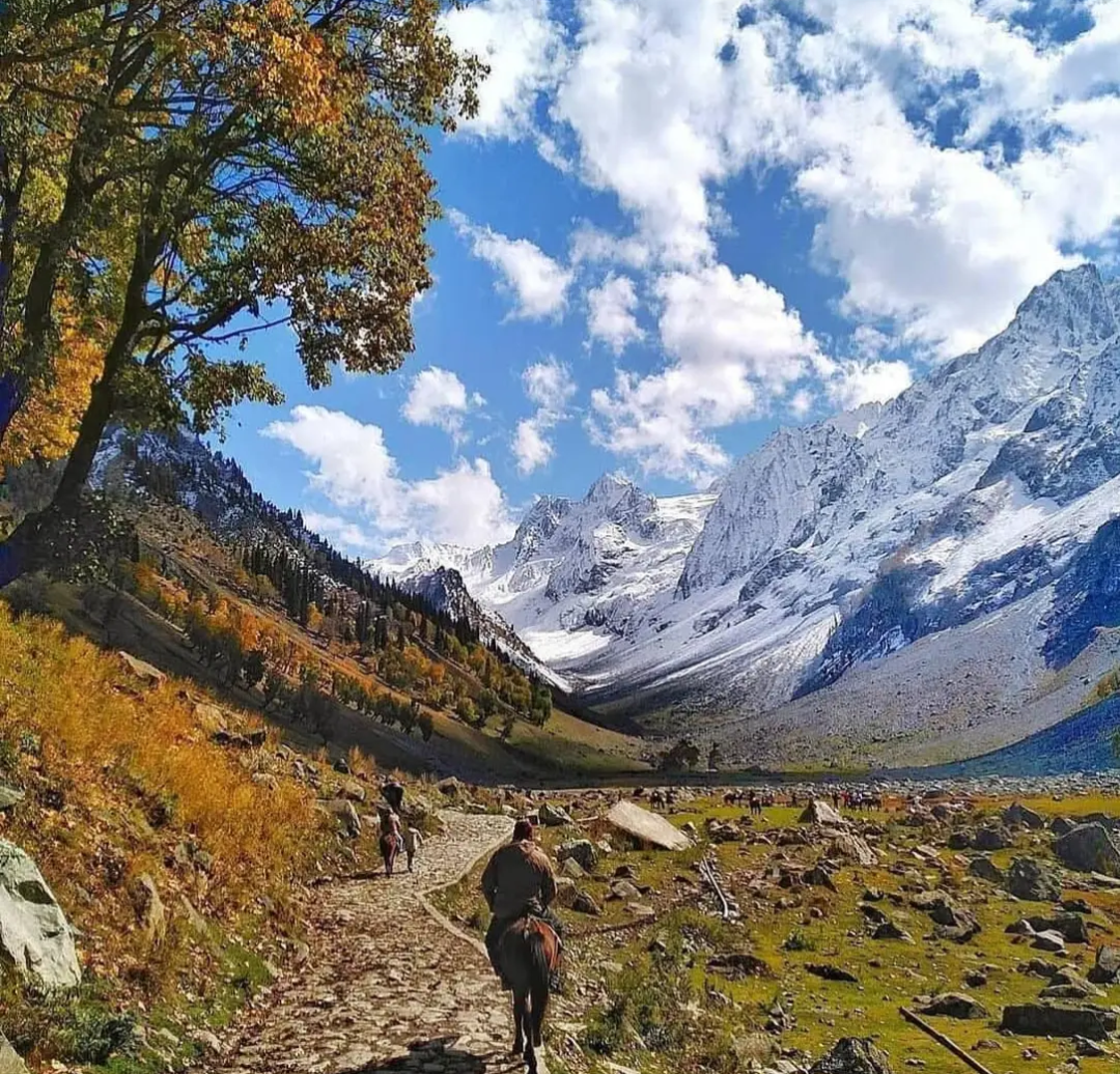 Beyond the Golden Trees: A Journey to Forgotten Legends