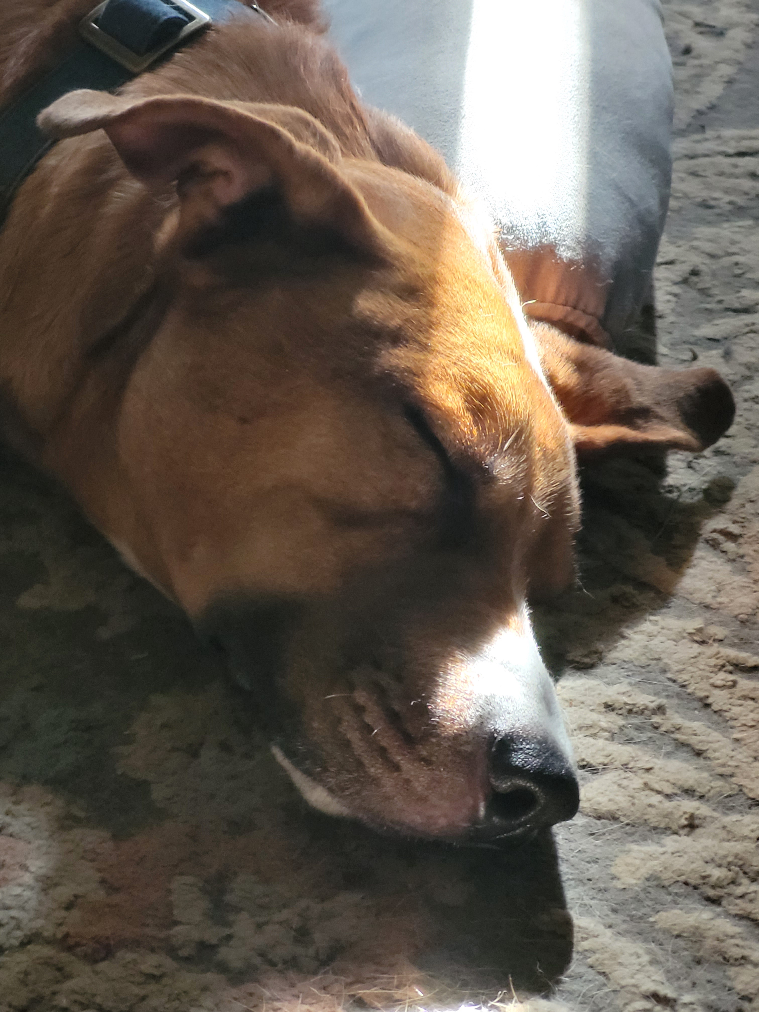 Feeling Anxious About My Dog's Health: Just Need to Vent
