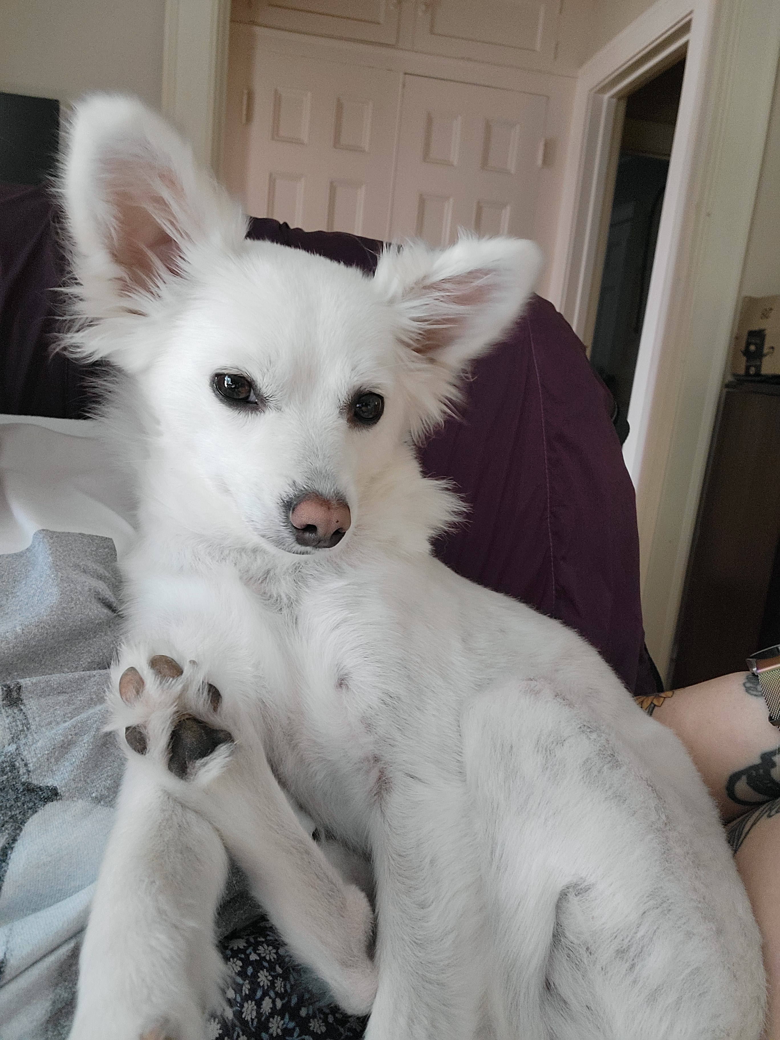 The Cutest Ghost You'll Ever Meet