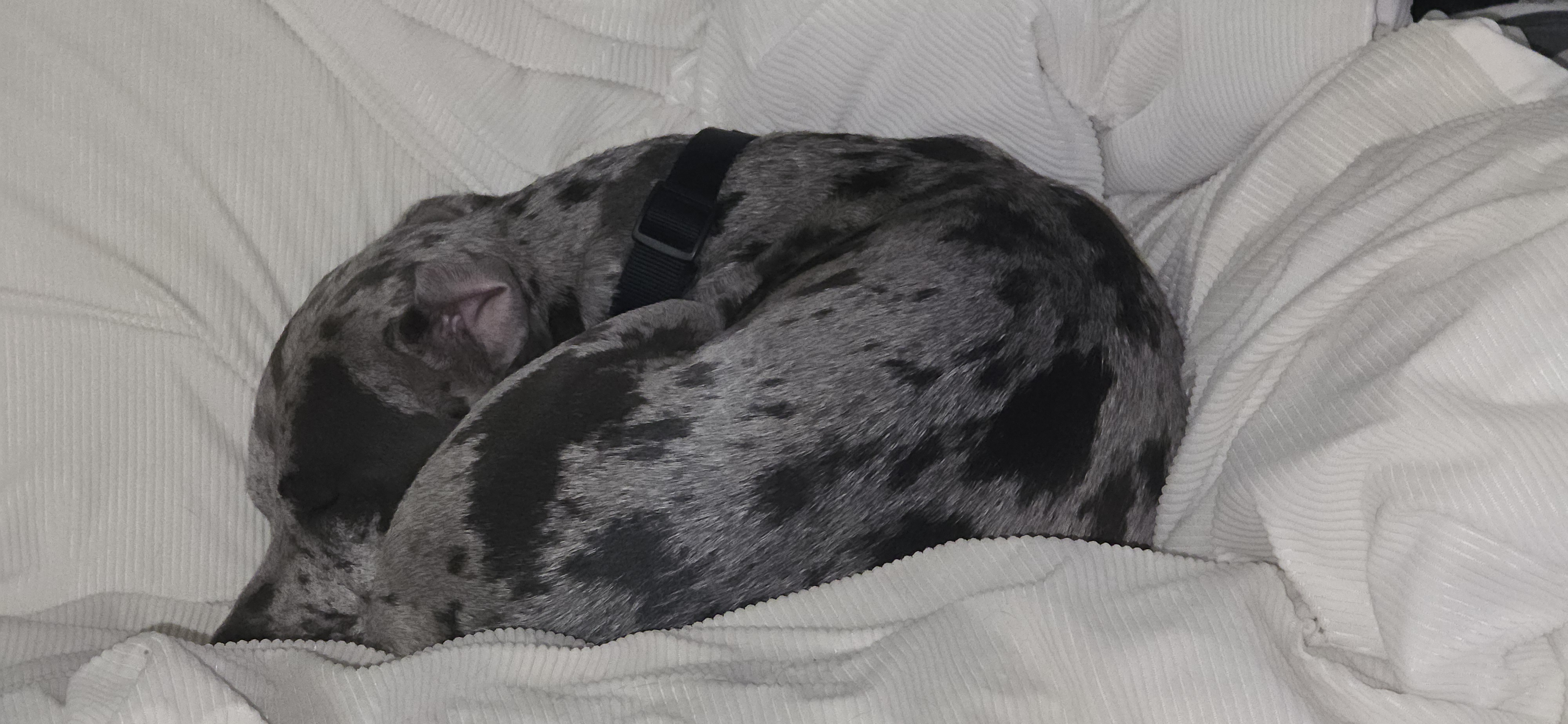 Earl, curled up in the cutest way possible