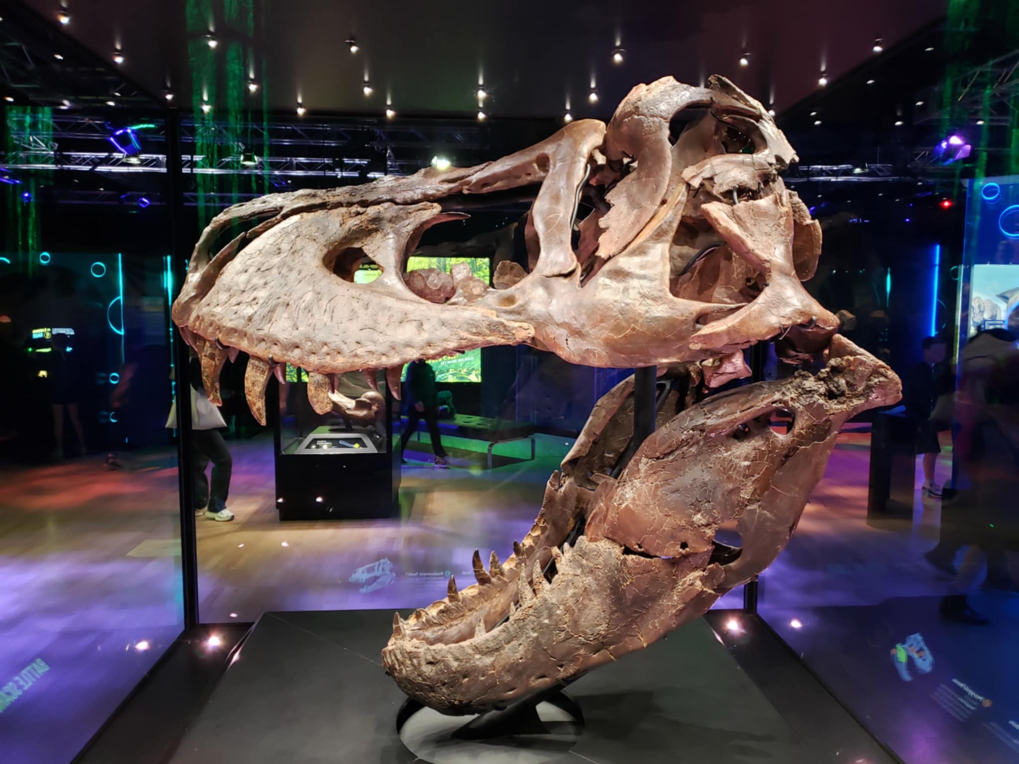 Don't Miss the Victoria T.rex Exhibition at Melbourne Museum 2024