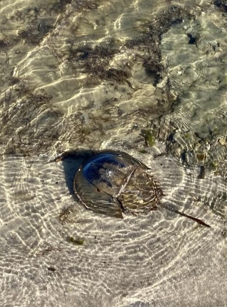 The Fascinating Horseshoe Crab
