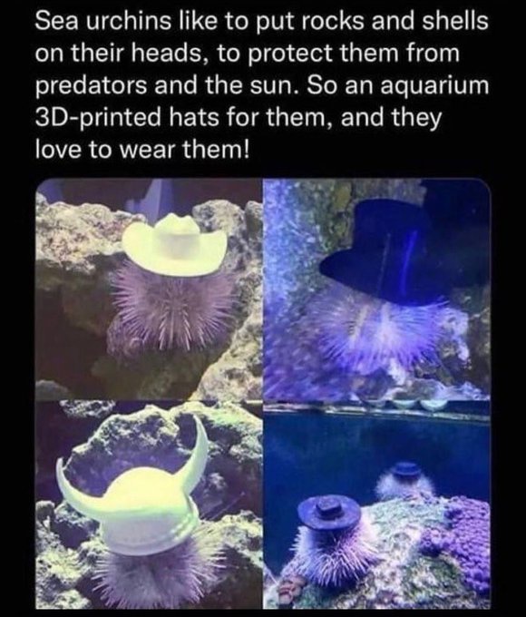 The Unique Style of an Urban Urchin