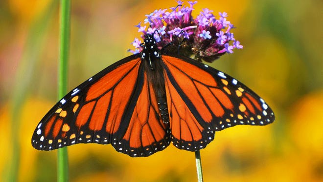 The Beauty of Monarch Butterflies