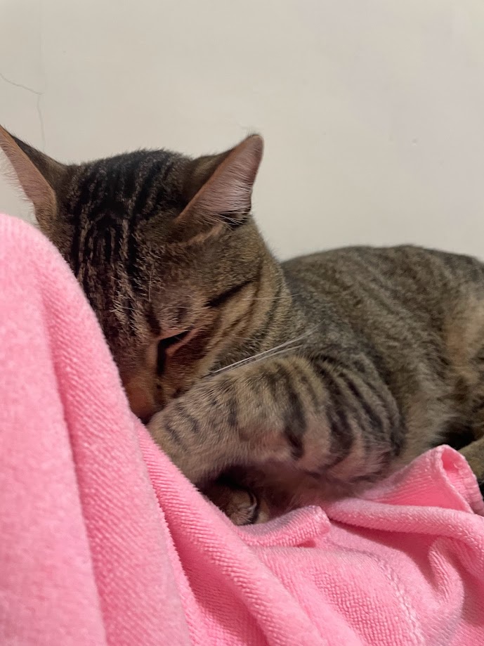 More delightful cat moments