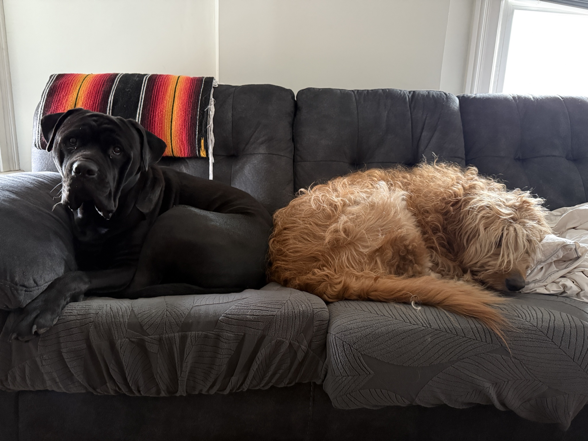 Friendship Goals: The Adventures of Butt Buddies