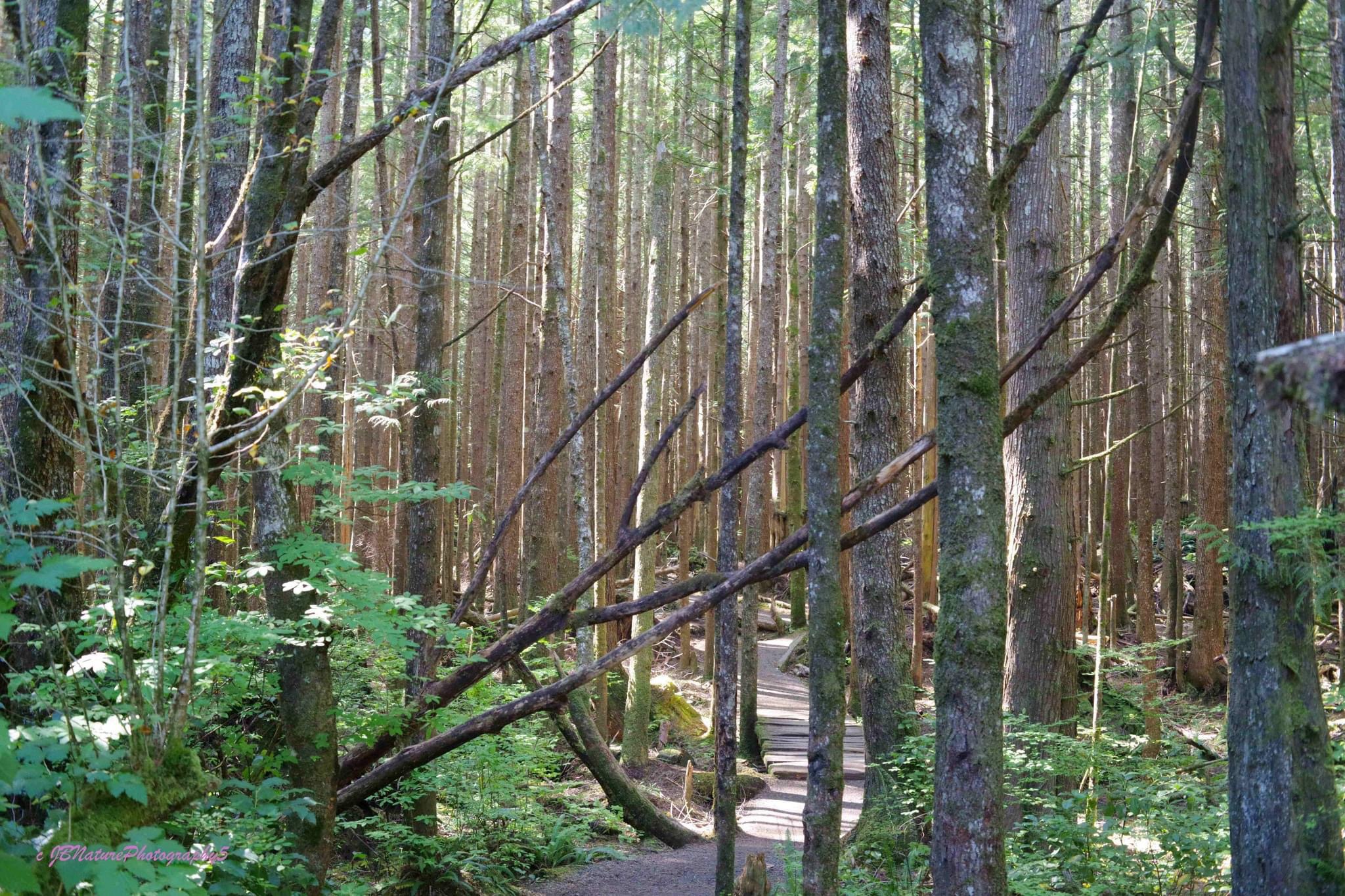Nature's beauty: Trees