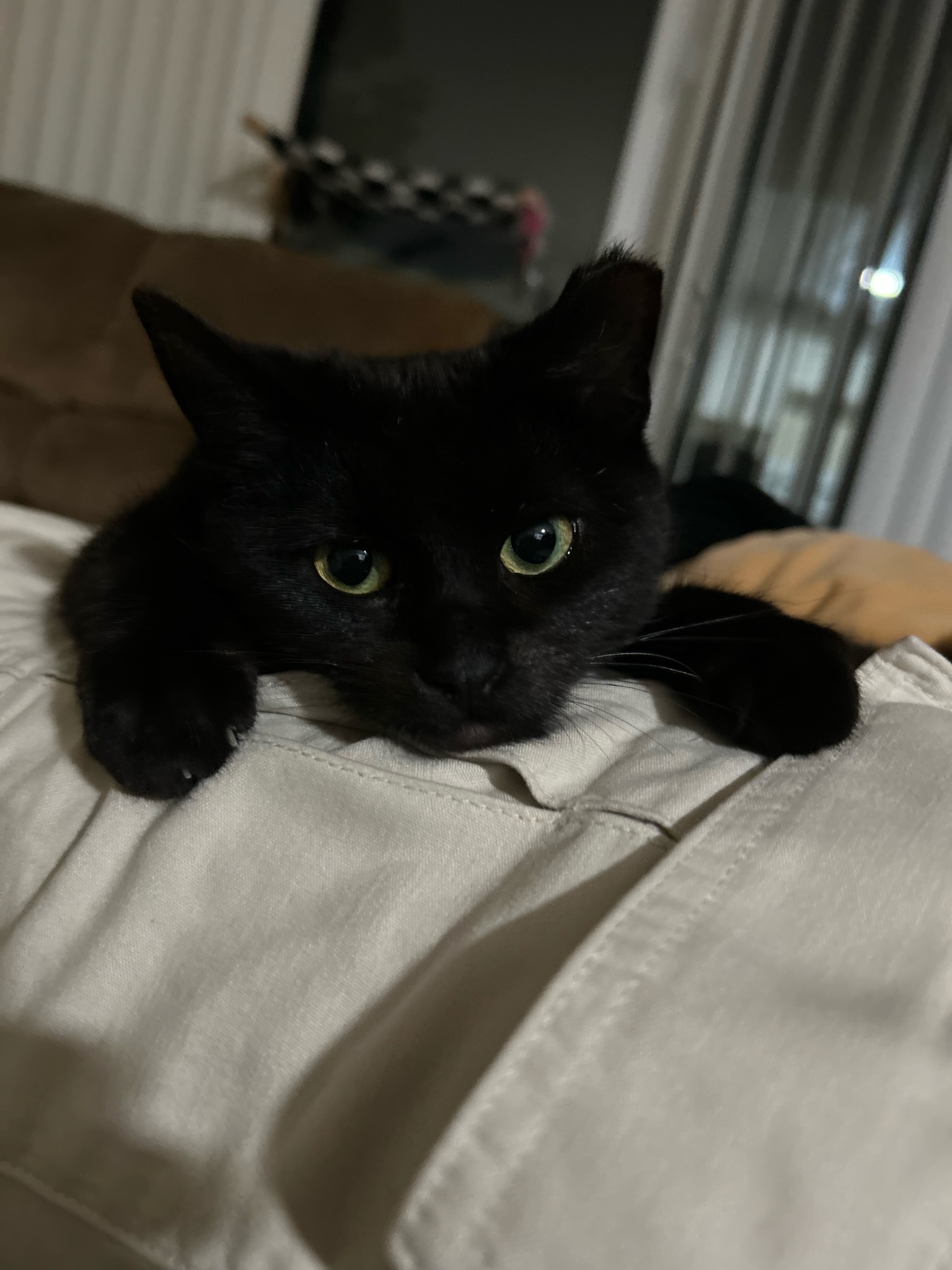 Just my cat being its adorable self.