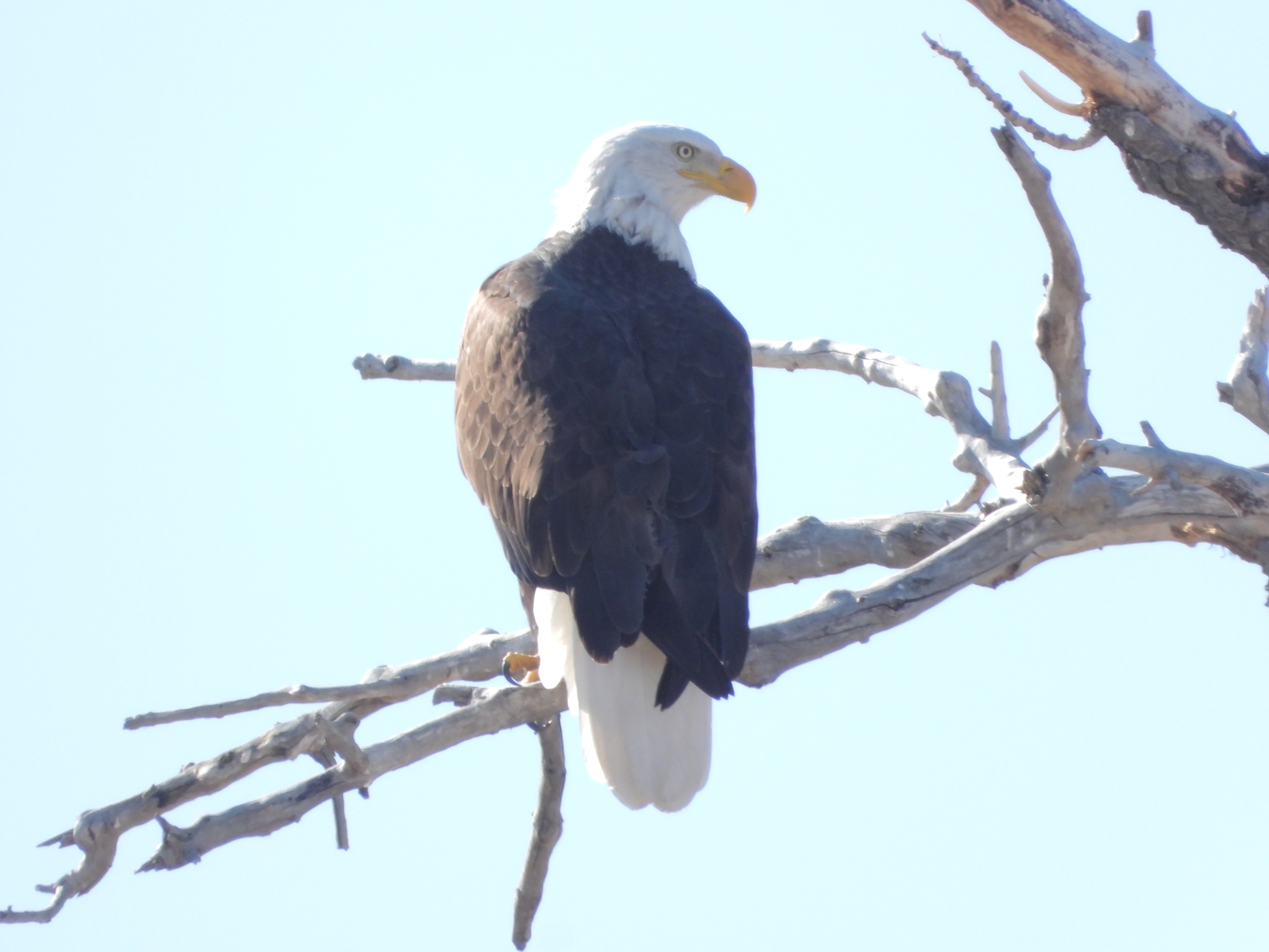 A Colorful Collection of Nature: From Eagles to New Rose Buds